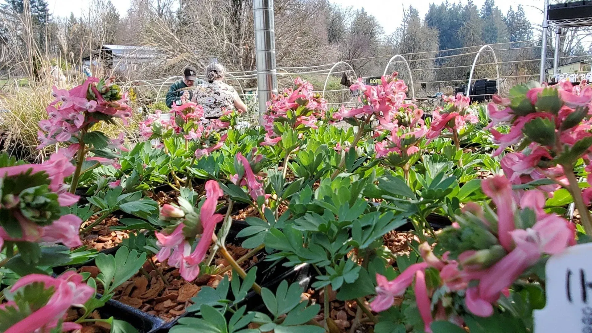 Pink bleeding heart flowers bloom in a garden, with a person tending them in the background.
