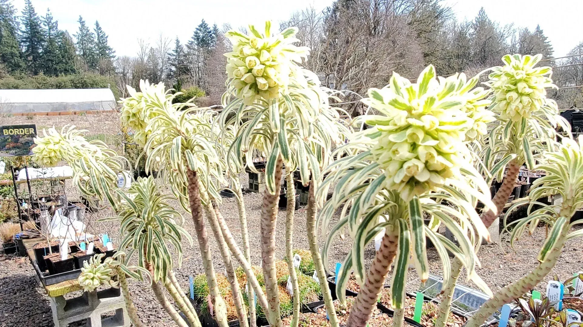 Tall, variegated Euphorbia plants with creamy-yellow bracts and striped foliage. 