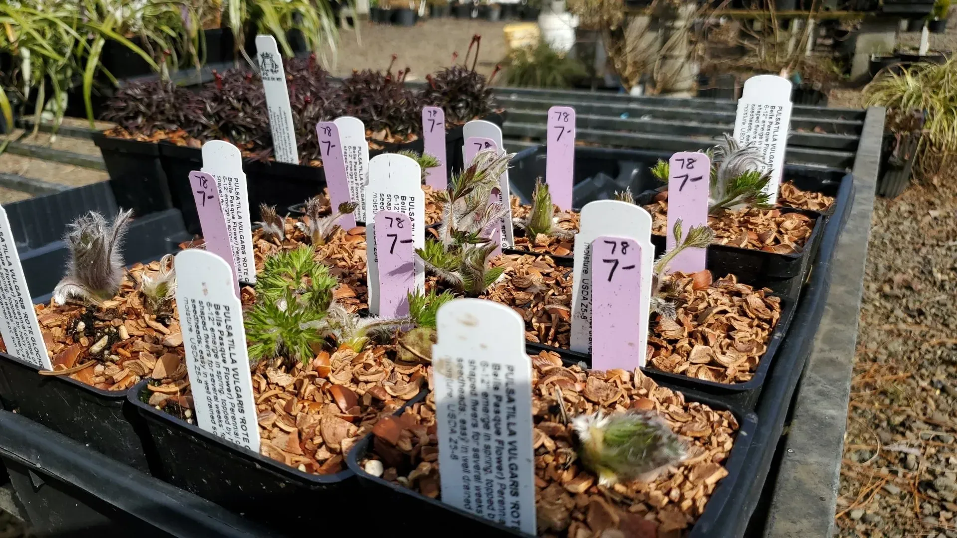 A tray of potted plants, labeled with pink and white tags, sit in an outdoor setting. 
