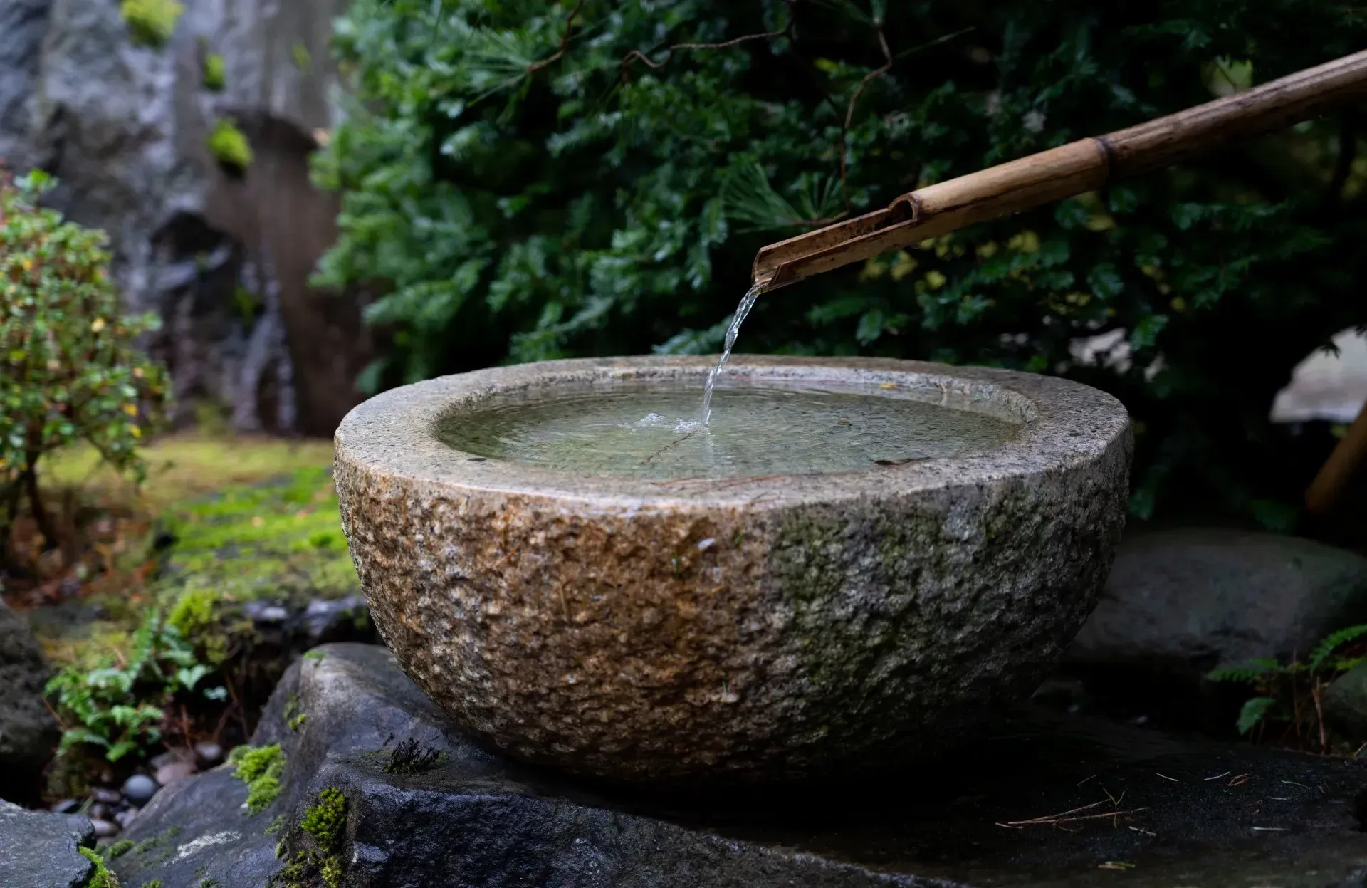 A stone water basin in a garden, with water flowing from a bamboo spout. Lush greenery and rocks surround it.