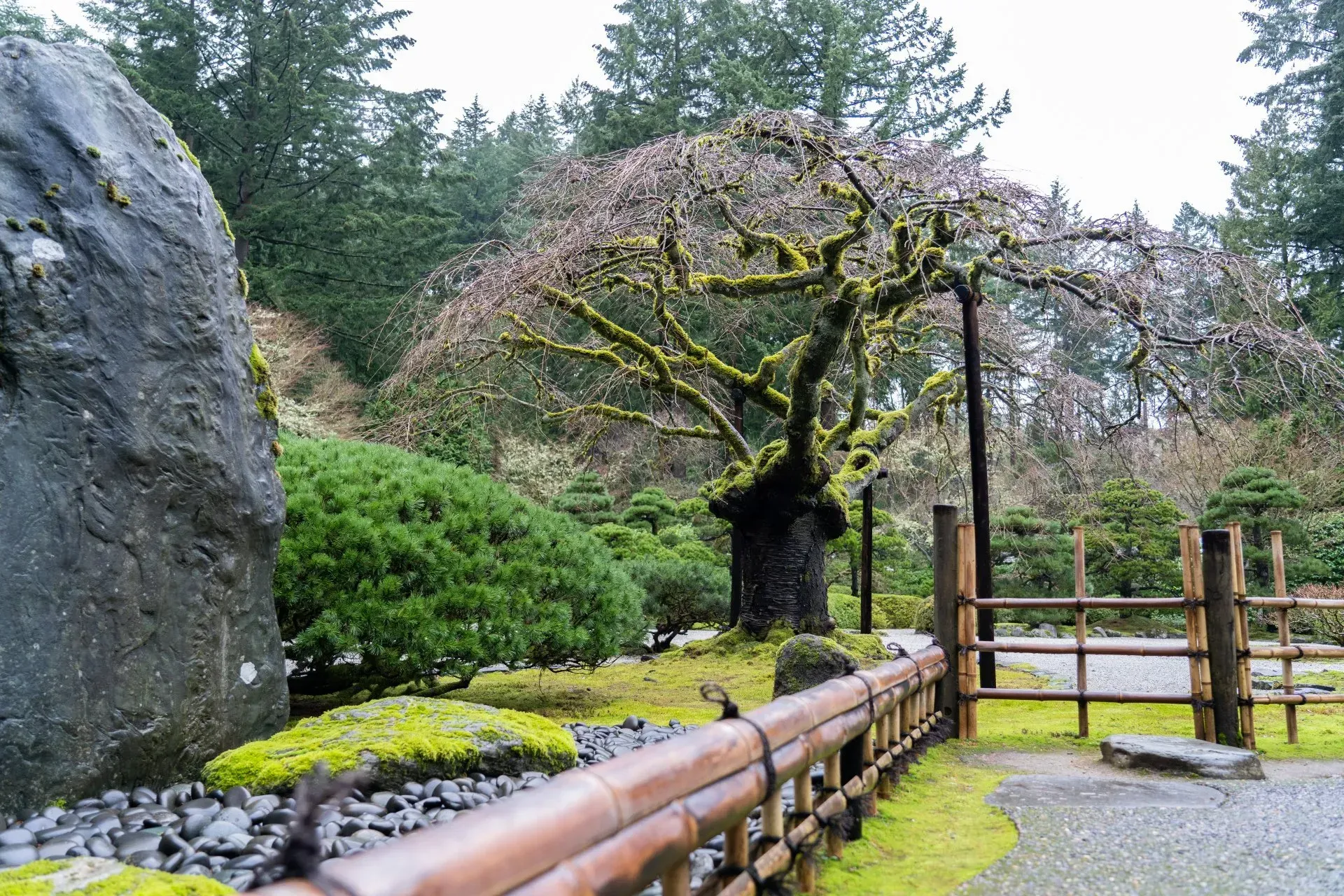 Japanese garden with a mossy tree, rock, and bamboo fence. Lush green foliage and light-colored gravel pathway.