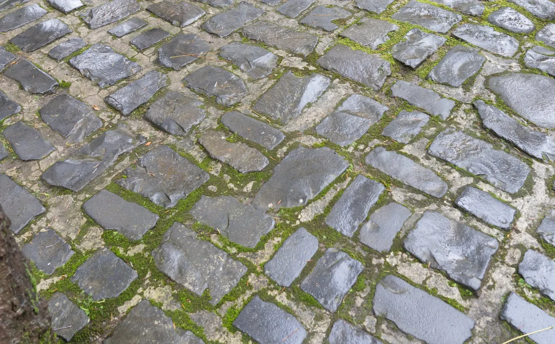 Close-up of a cobblestone path with moss growing between the stones, arranged in a herringbone pattern.