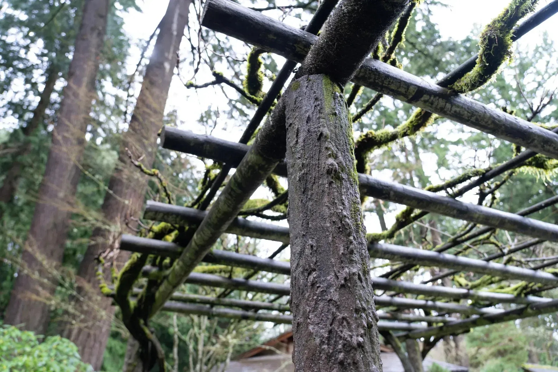 Wooden pergola with moss, surrounded by tall trees.