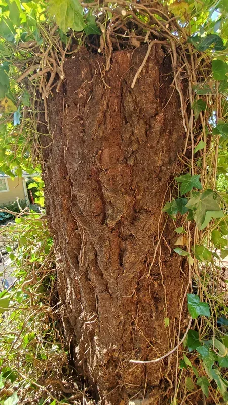 Close-up of a tree trunk with rough, brown bark. Vines and green leaves partially cover the trunk.