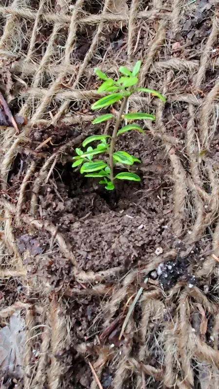 A small green seedling in dark soil, surrounded by a brown jute erosion control mat.