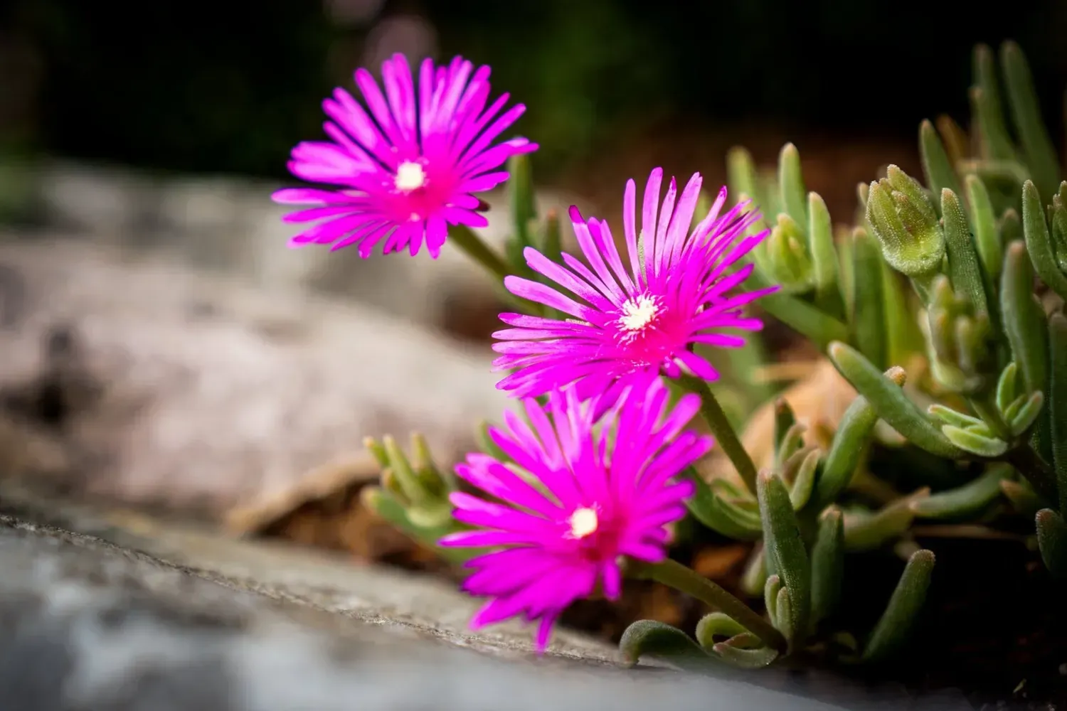 Three bright pink flowers with yellow centers bloom next to green succulent leaves on a concrete ledge.