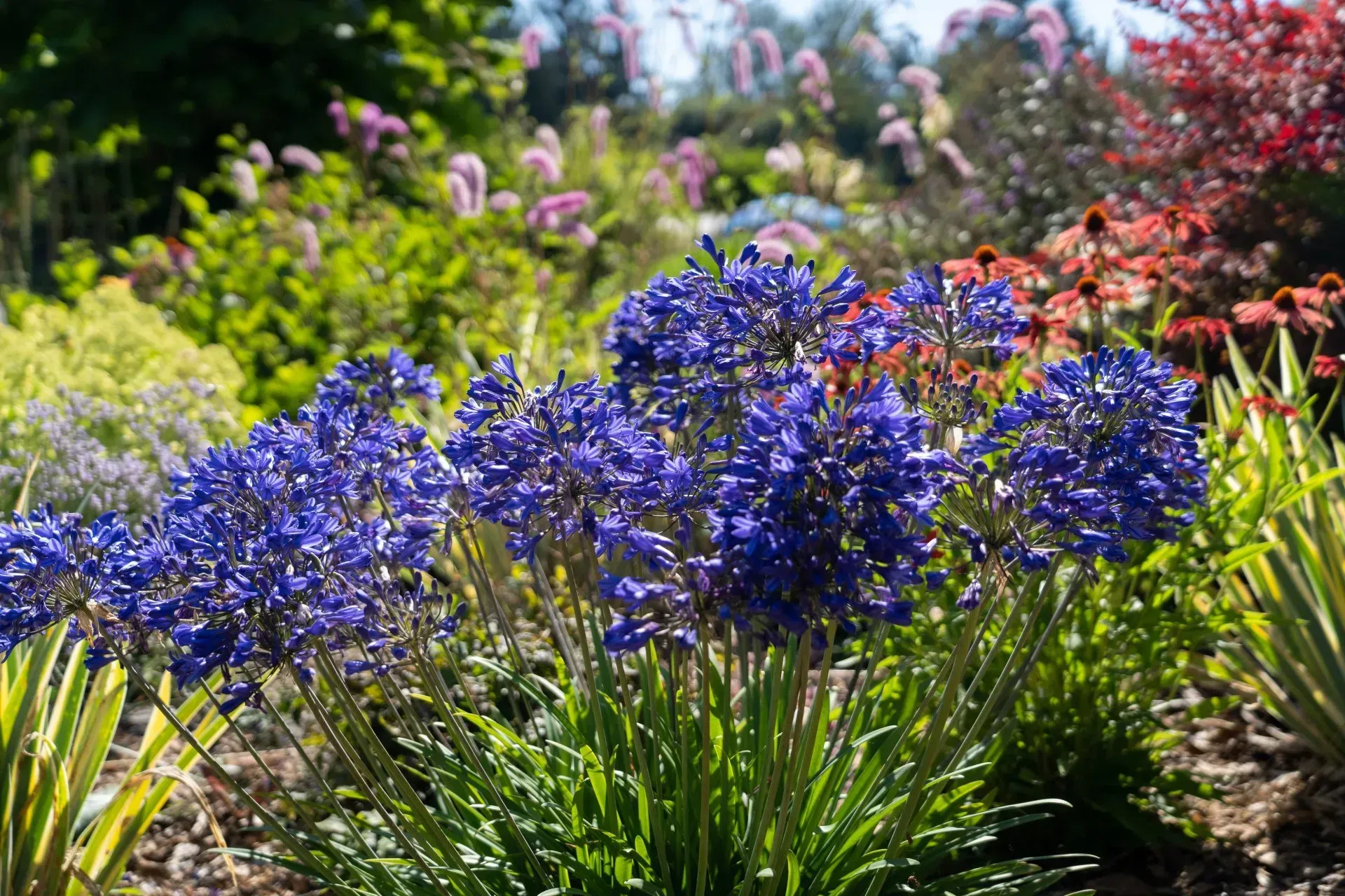 Bright blue Agapanthus flowers bloom in a lush garden bed. Various other plants and flowers fill the background.