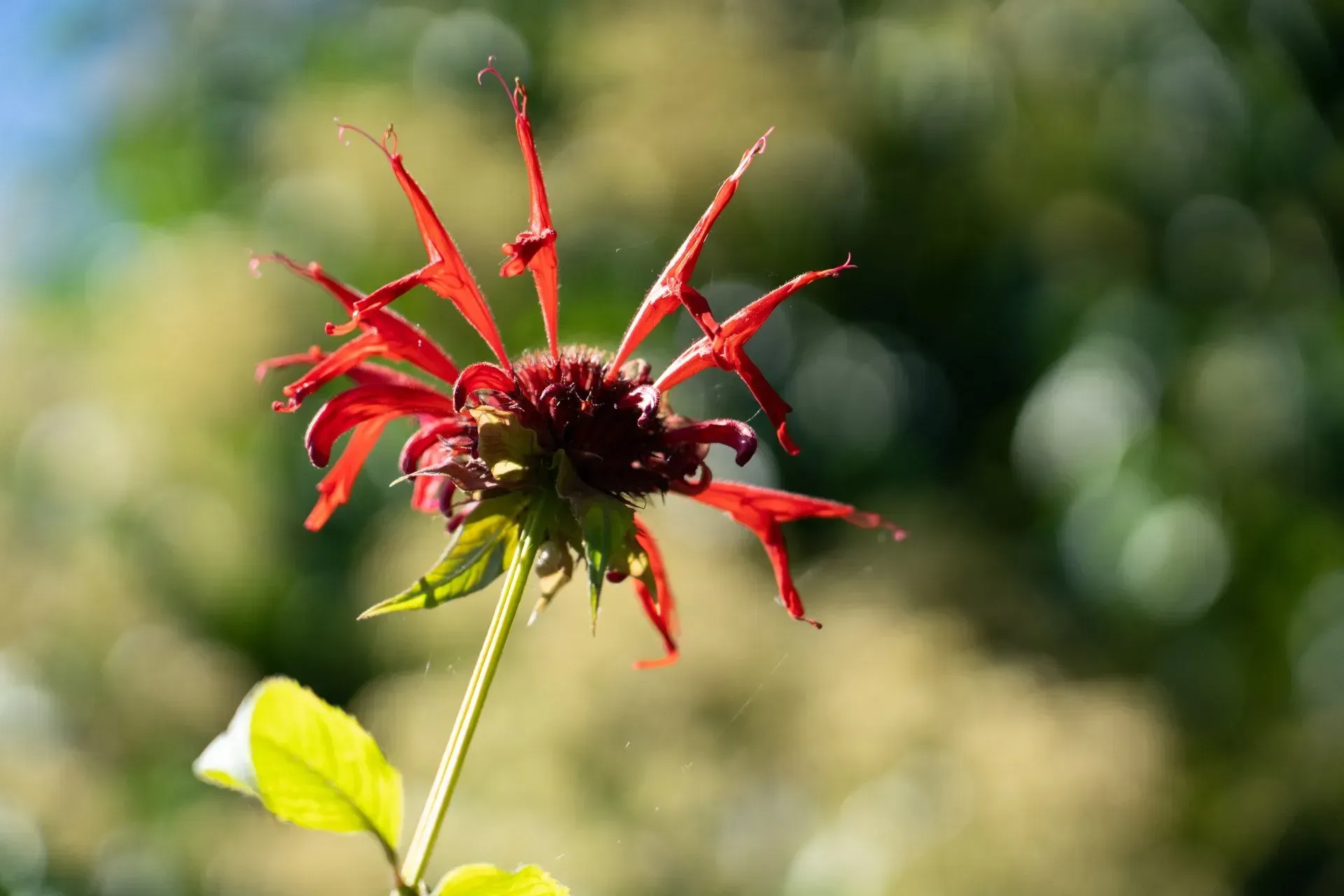 Red bergamot flower with spiky petals, blooming in a sunny garden.