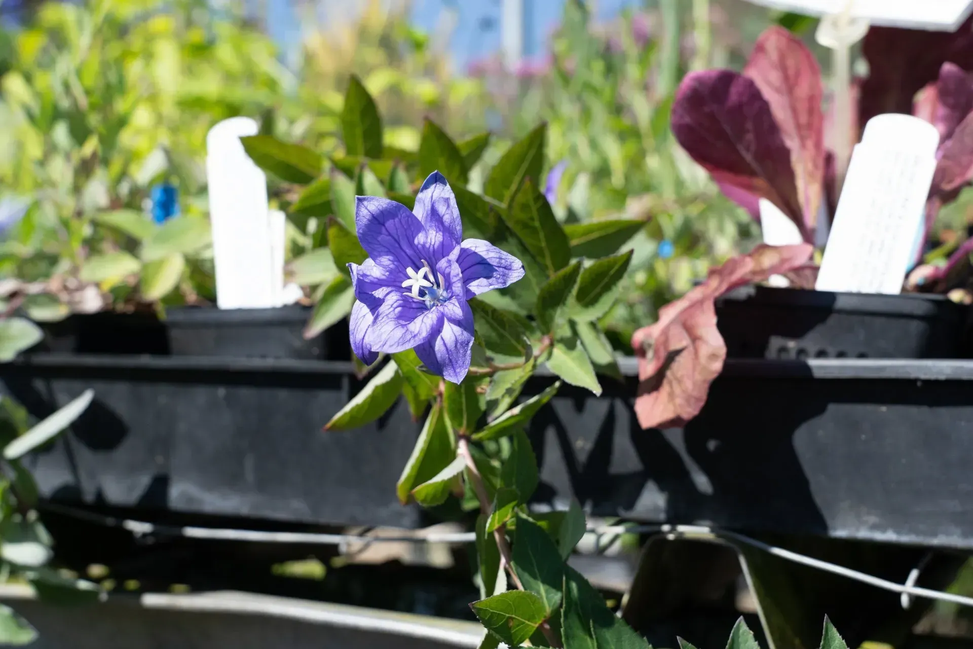 Purple flower with star-shaped petals blooms on a vine, surrounded by green leaves and potted plants in a sunny setting.