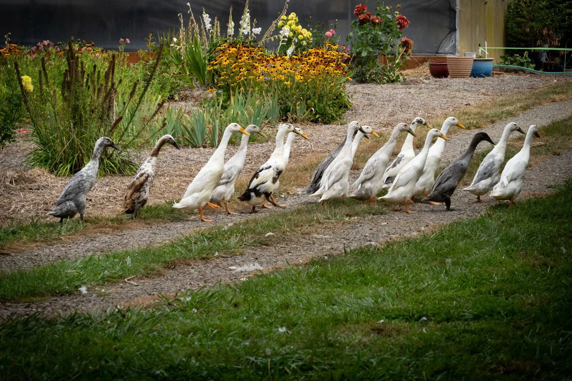 A line of Indian Runner ducks, varying in color from gray to white, walk along a dirt path next to a flower garden.