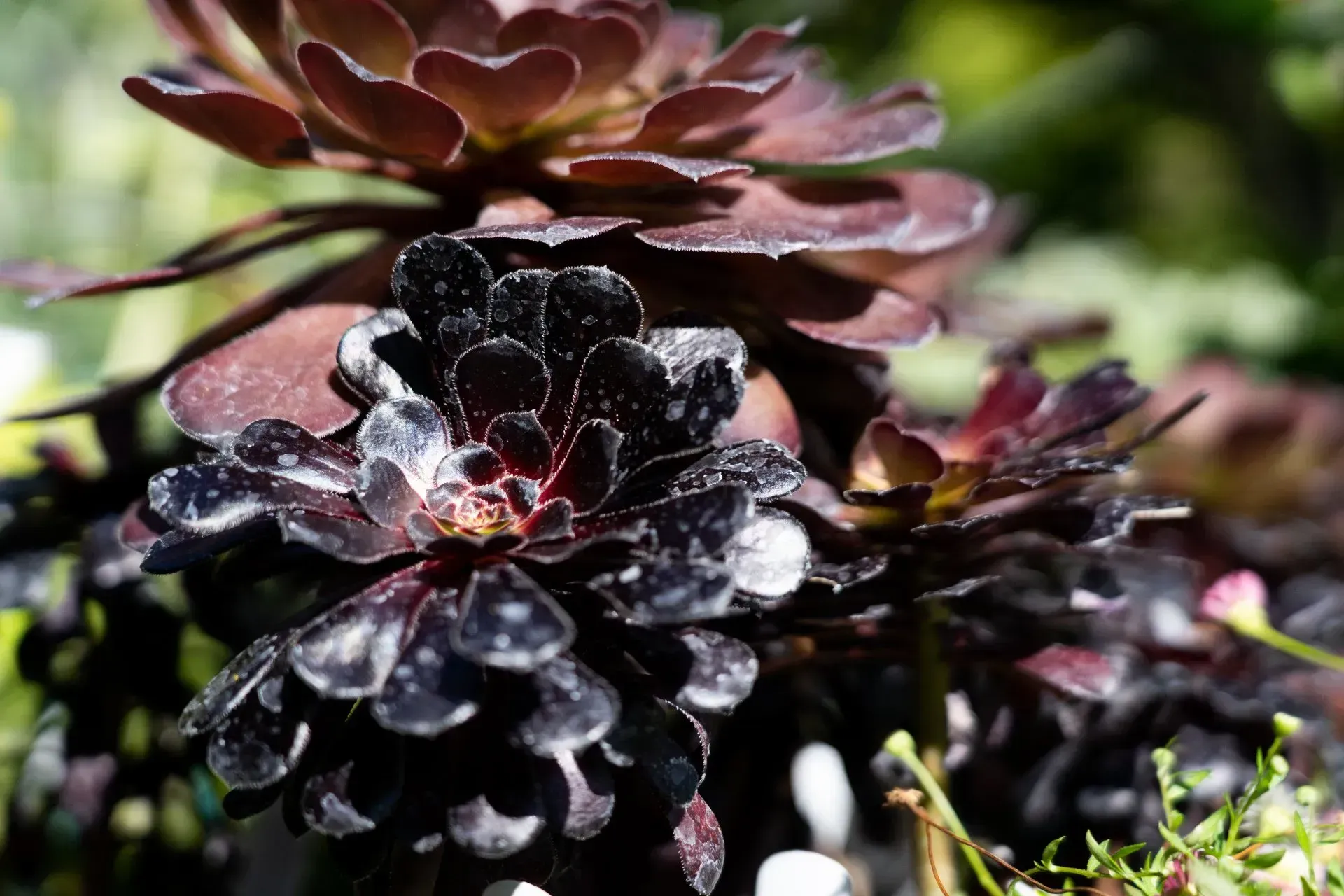 Close-up of a dark purple succulent plant with tightly packed, rosette-shaped leaves, set outdoors in sunlight.