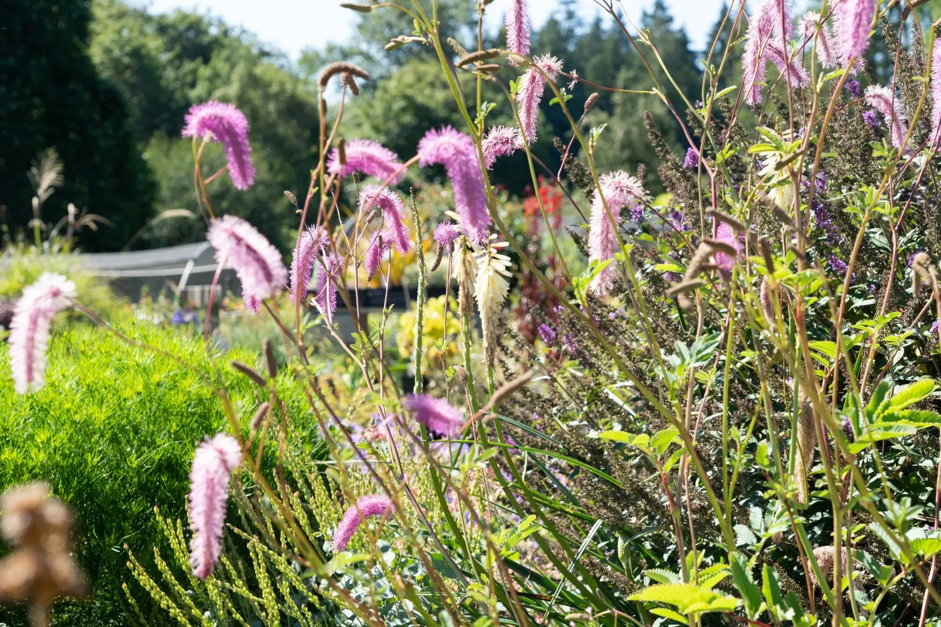 Pink bottlebrush-like flowers in a garden setting with green bushes and trees in the background.