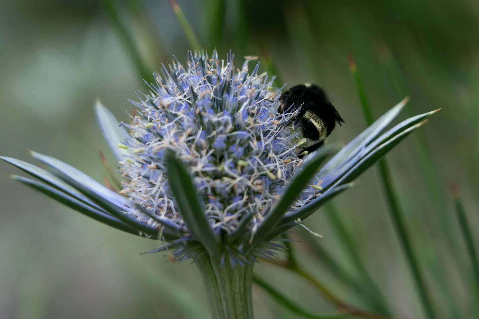 A bumblebee gathers nectar from a spiky, blue thistle flower. Green needles and blurry background.