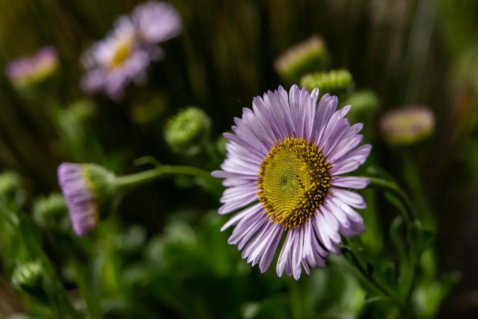 Light purple and yellow wildflowers with green foliage, in soft focus.