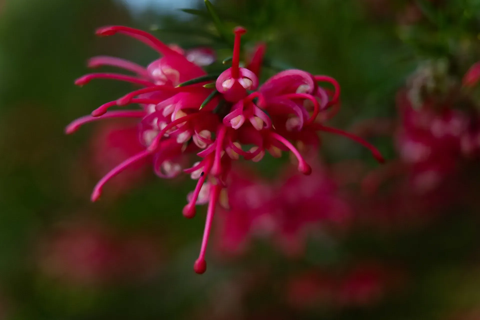 Close-up of bright pink grevillea flowers with long, slender petals and white tips against a blurred green background.