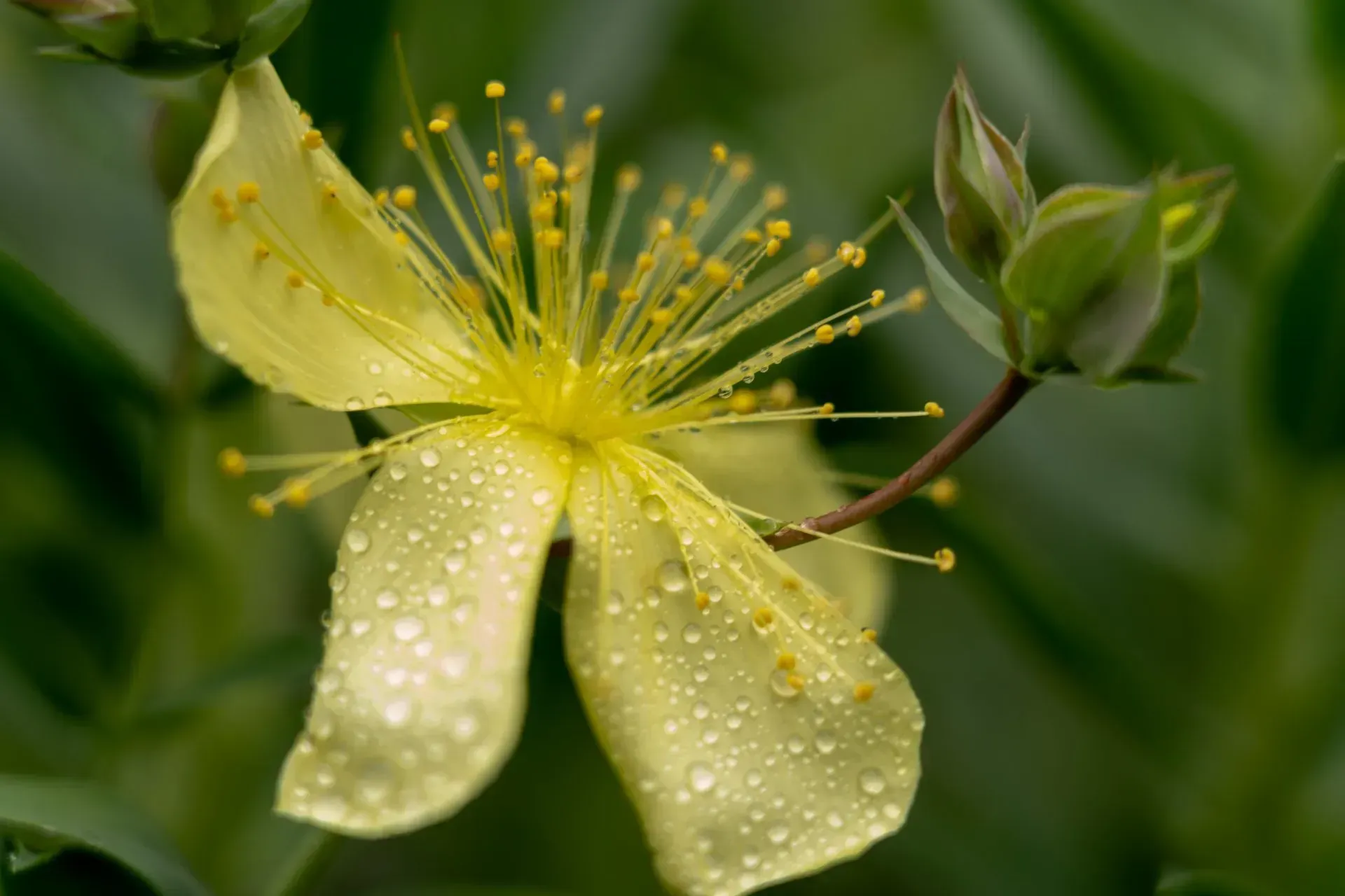 Yellow flower with long stamens and water droplets, attached to green buds and leaves.