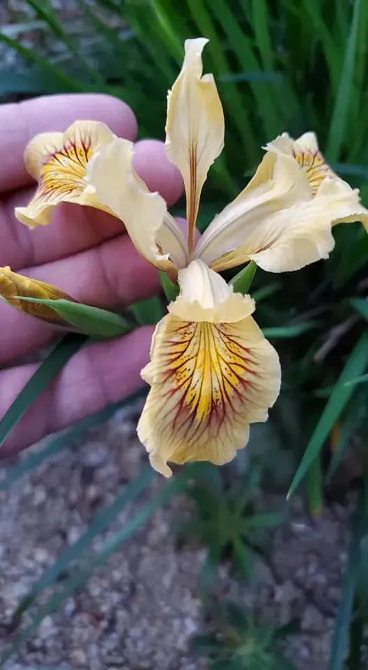 Close-up of a pale yellow iris flower with dark red veining, held by a hand against a blurry background.