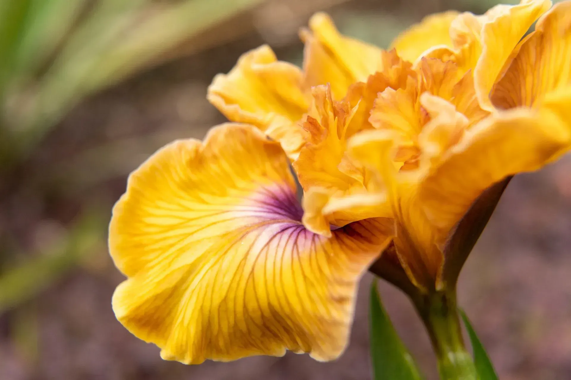 Close-up of a golden yellow iris flower with a purple center, set against a blurred garden background.