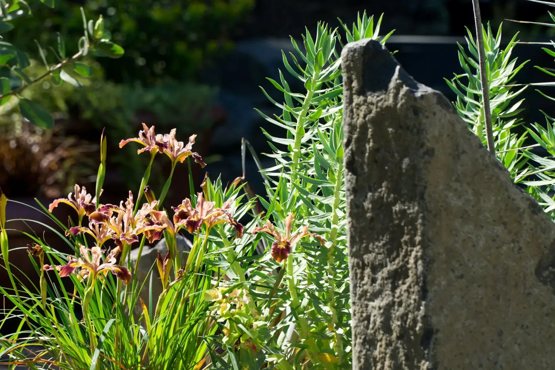 Brown-and-yellow irises and green plants in front of a textured rock; a sunny garden setting.