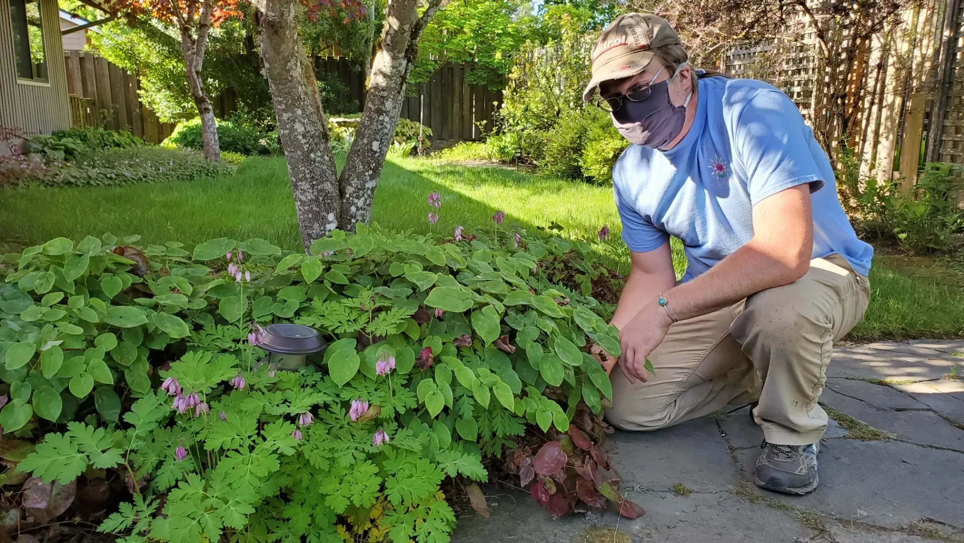 A man kneels beside a bleeding heart plant in a garden.