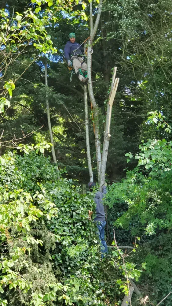 A tree service worker in a harness atop a partially cut tree. He is surrounded by green foliage.
