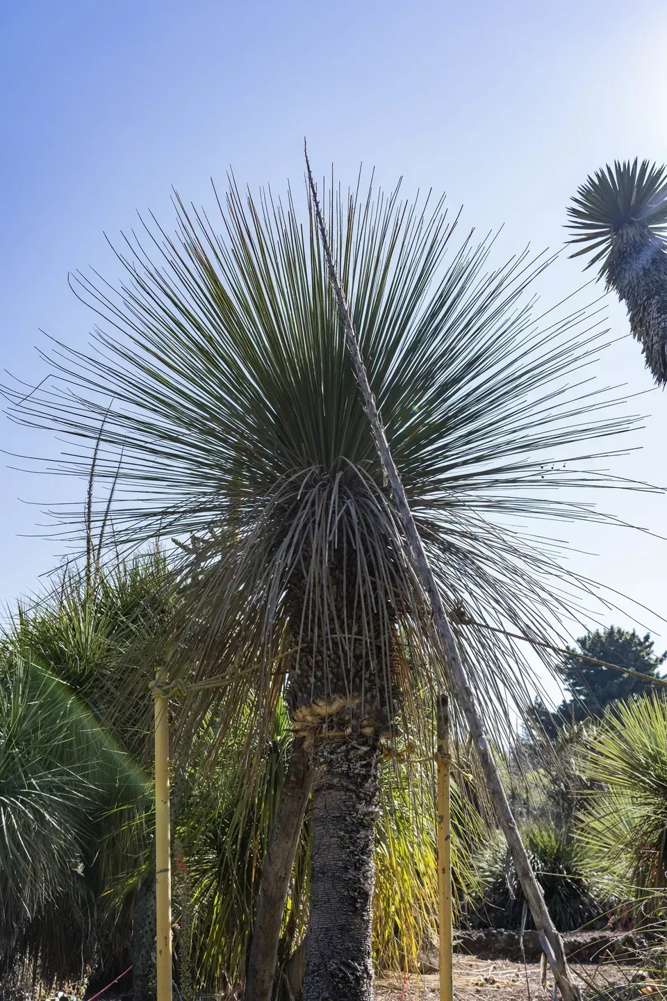 A tall grass tree with a spiky, green crown against a blue sky. 