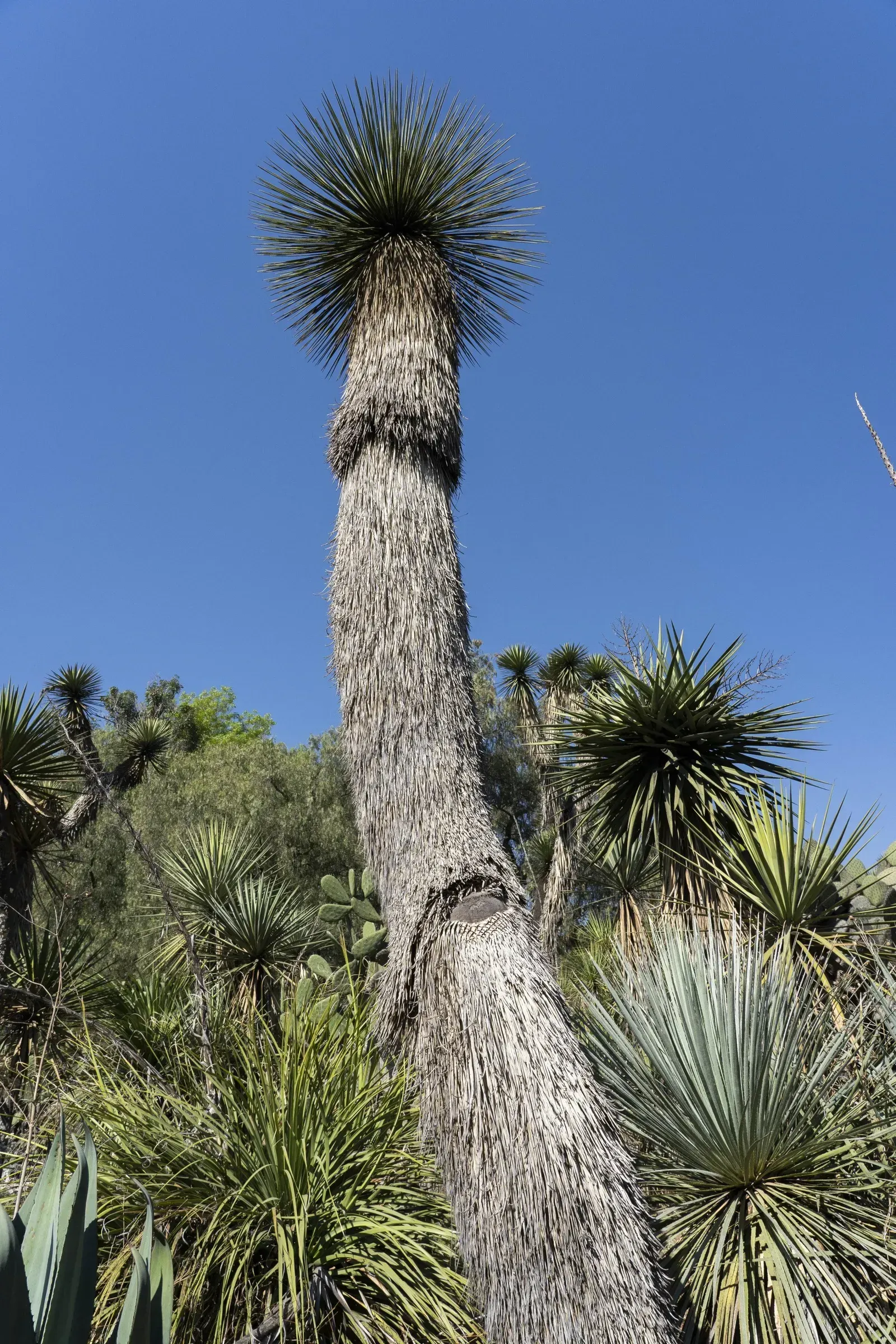 Tall, weathered tree with a tufted top against a blue sky, surrounded by desert plants.
