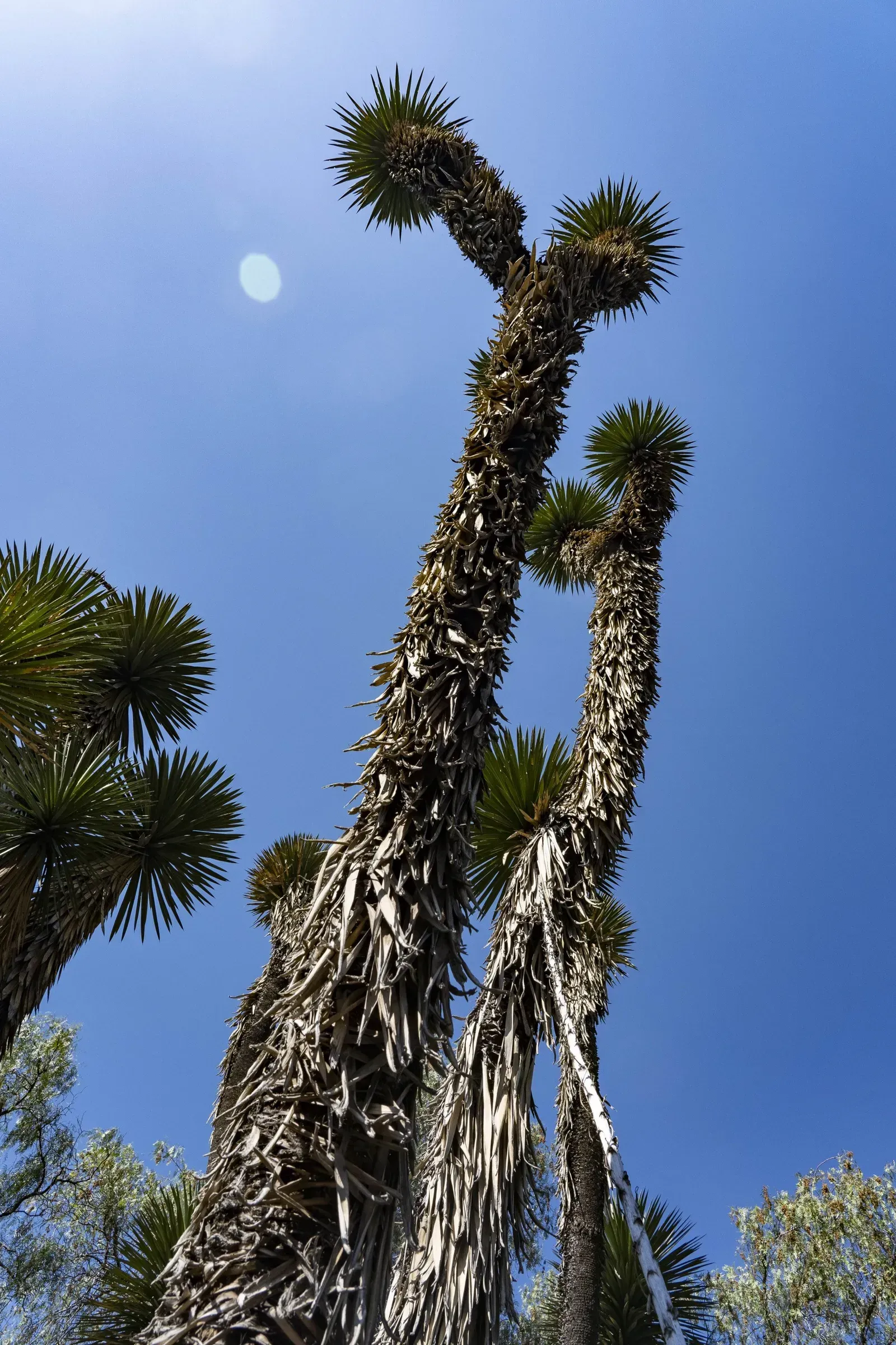 Tall, weathered trees with tufted tops reaching towards a clear blue sky.