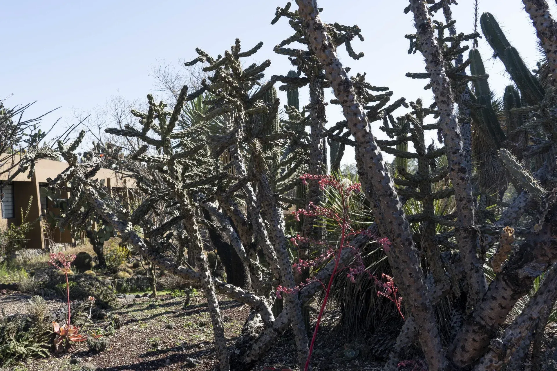 A dense cluster of cholla cacti with spiky, light-colored stems.