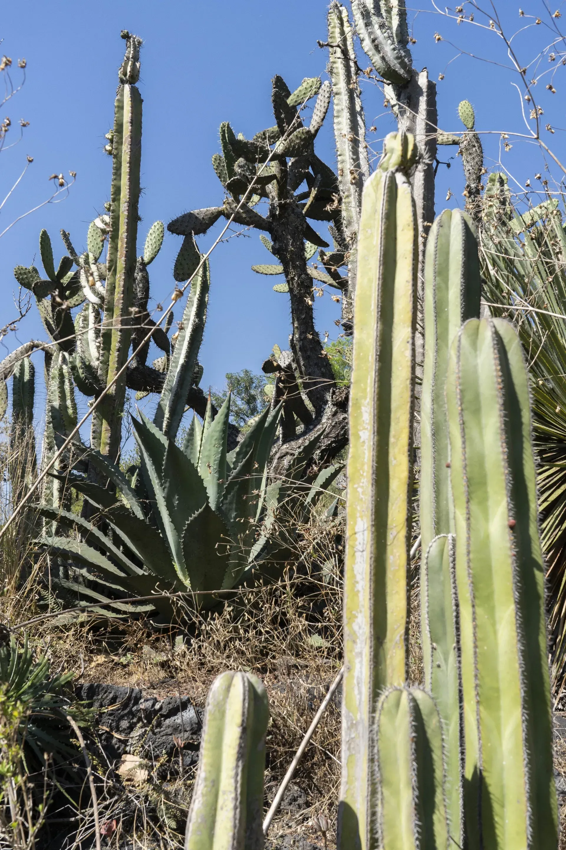 Cactus and agave plants in a desert environment, under a clear blue sky.