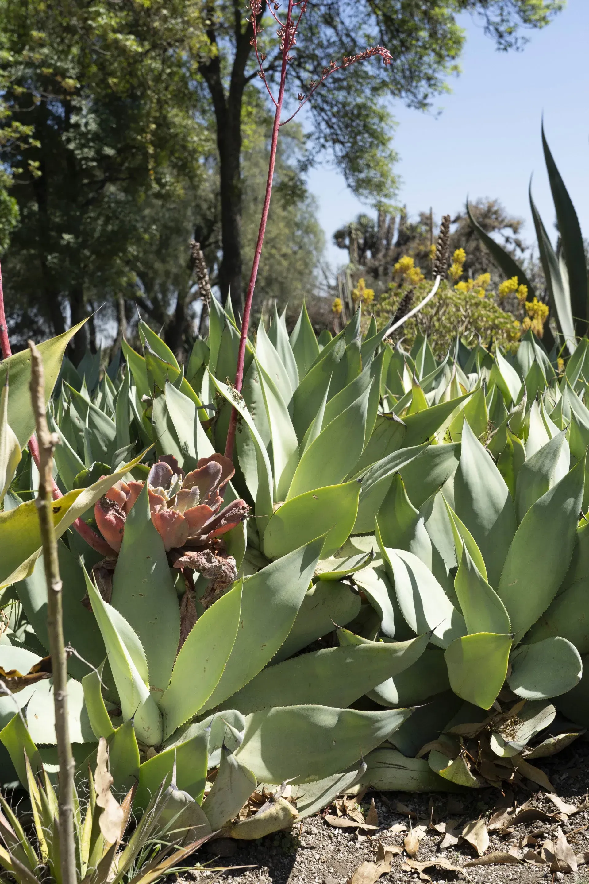 Green agave plants in a garden under a bright blue sky. A tall pink flower stalk emerges from the center.