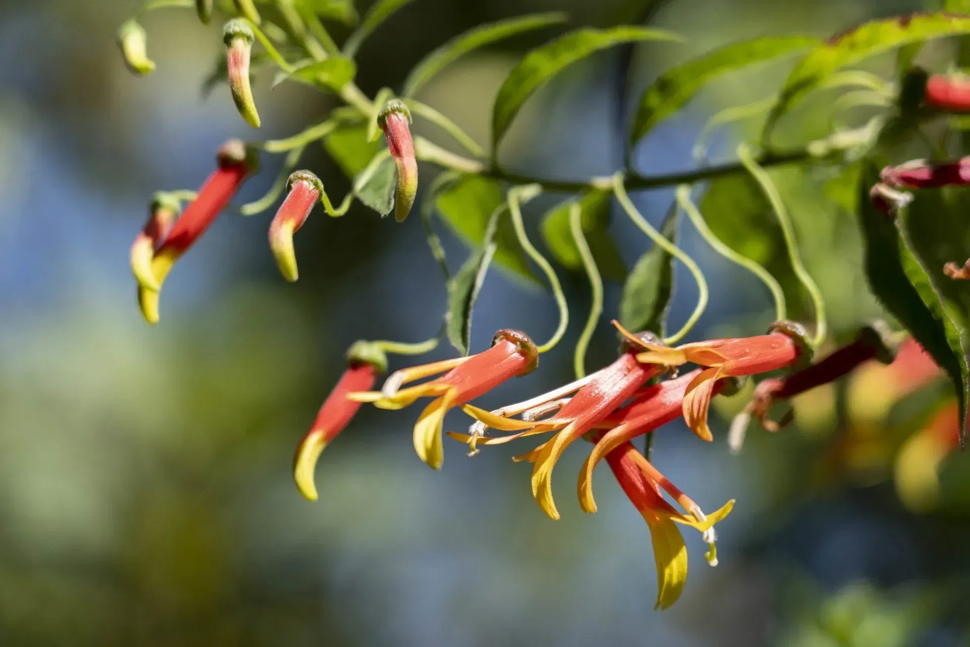 Red and yellow tubular flowers hang from a branch with green leaves.