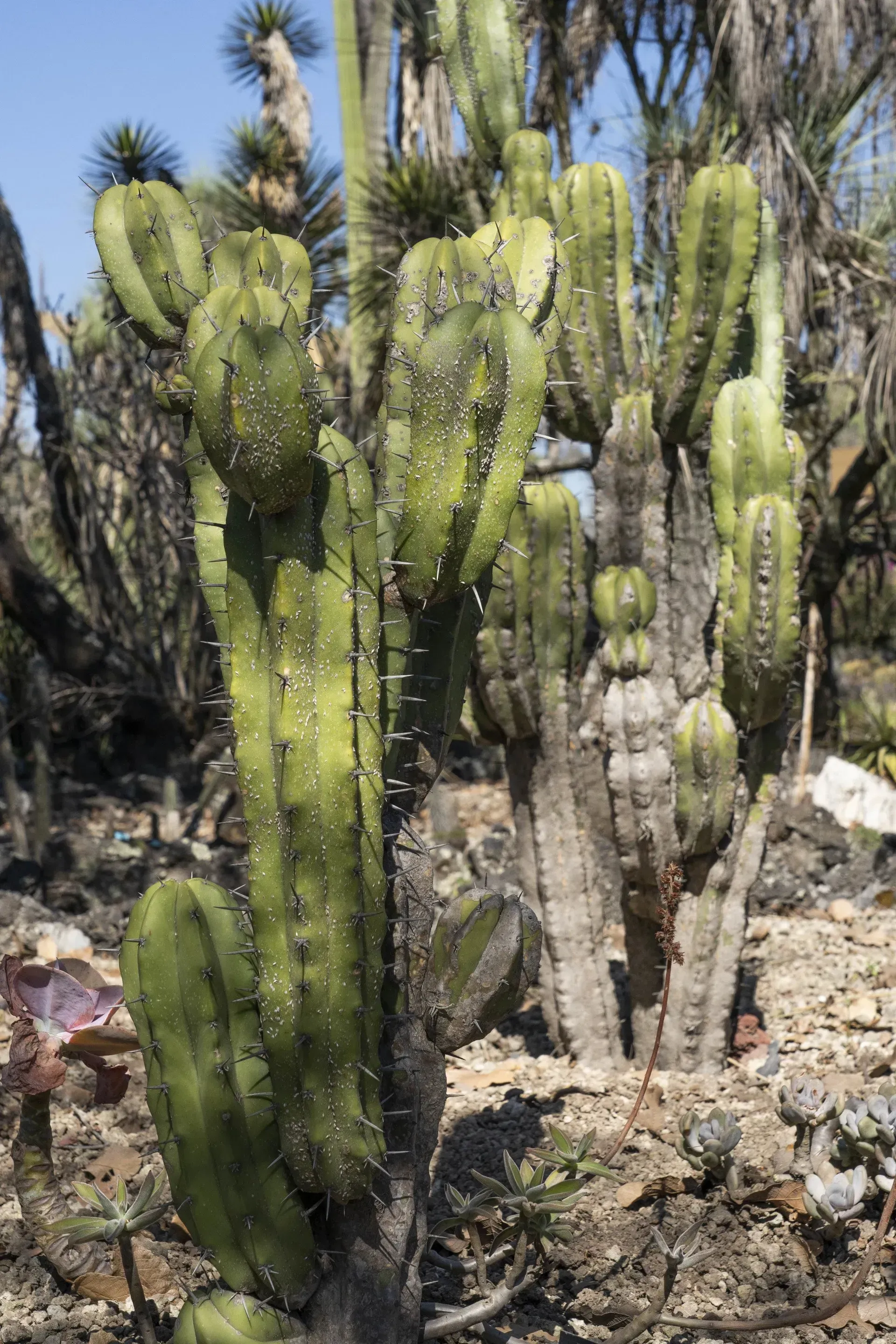 Green columnar cacti with spines growing in a dry, sunny environment.