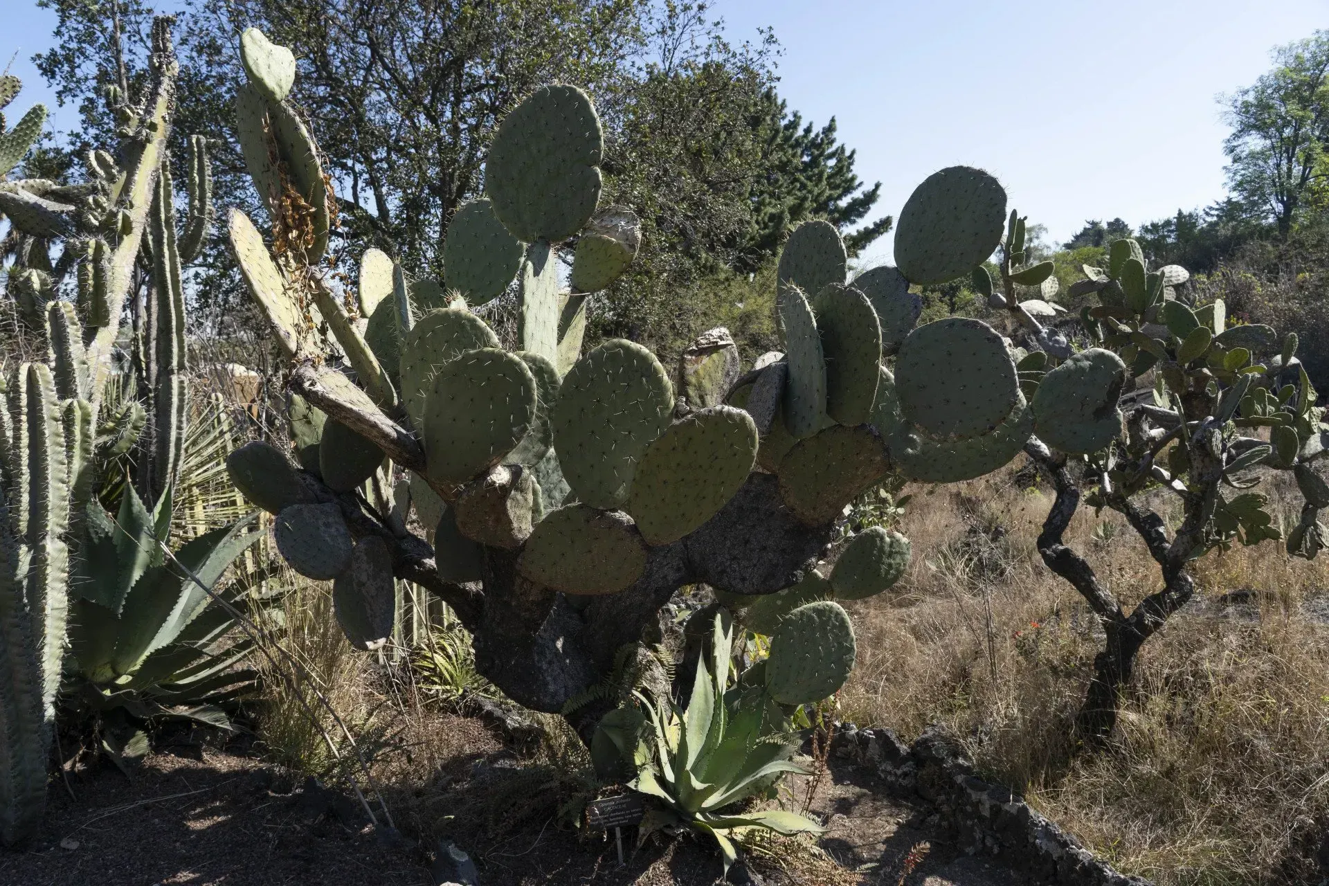 Cactus garden: Prickly pear cactus with green pads and dark stems, set among other cacti and dry brush.