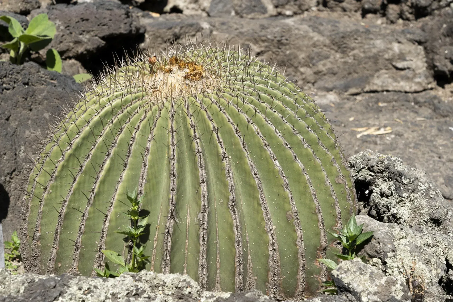 Large, round, green cactus with vertical ridges, surrounded by dark, volcanic rock.