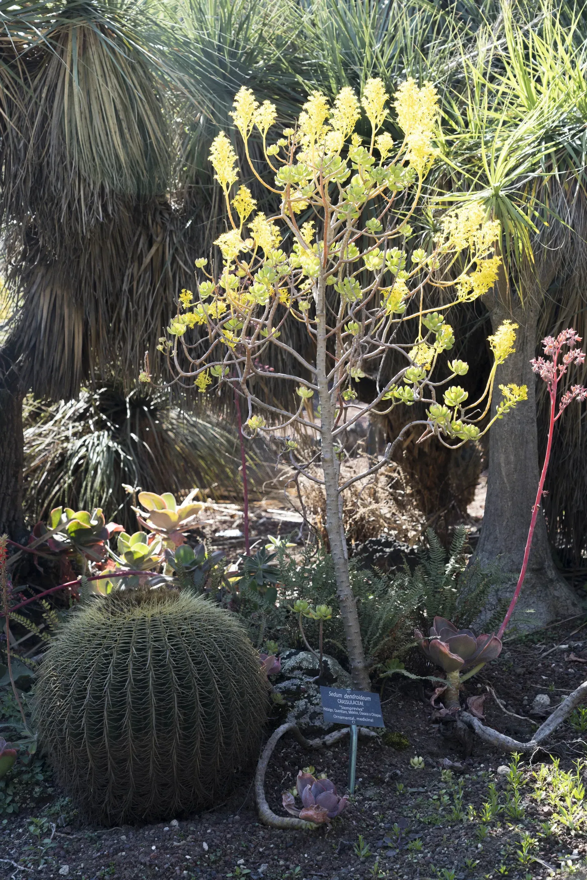 A tall, thin succulent with yellow flowers, in a garden bed with other desert plants and a sign.