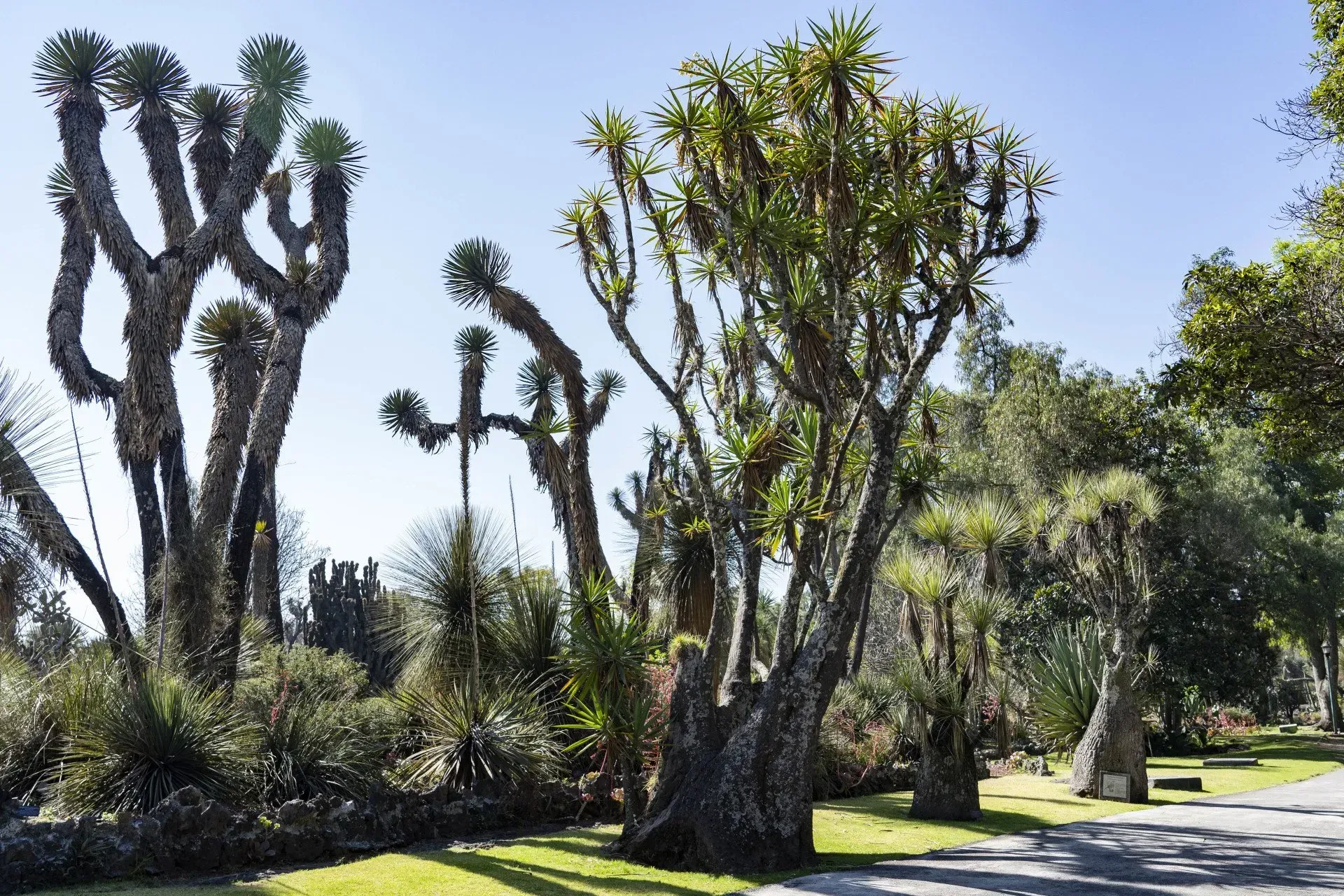 Tall, unique trees with dense, feathery foliage and textured trunks stand on a grassy area under a clear blue sky.