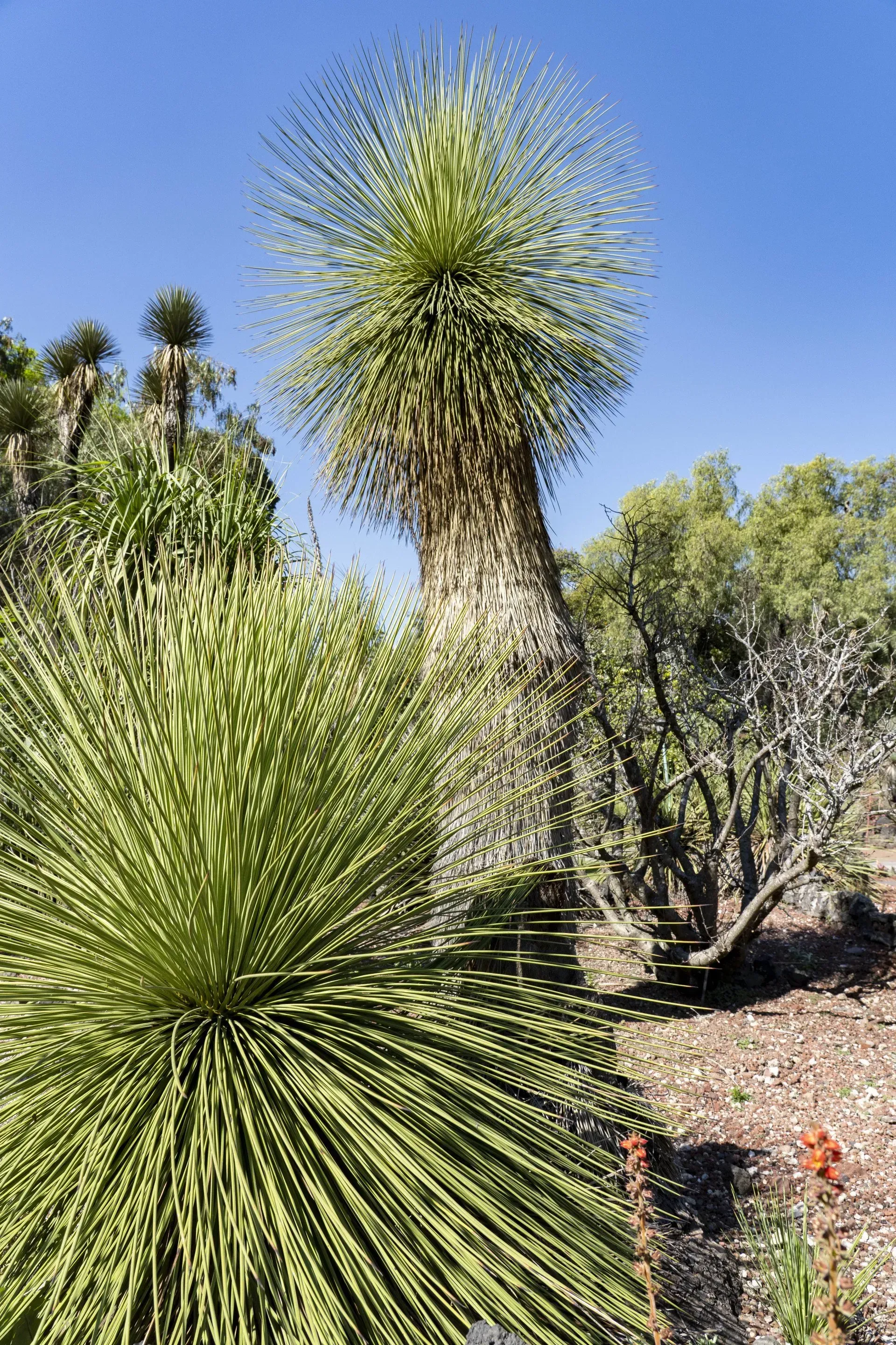 Two Xanthorrhoea plants with long, green, spiky leaves and a tall, thick trunk against a blue sky.