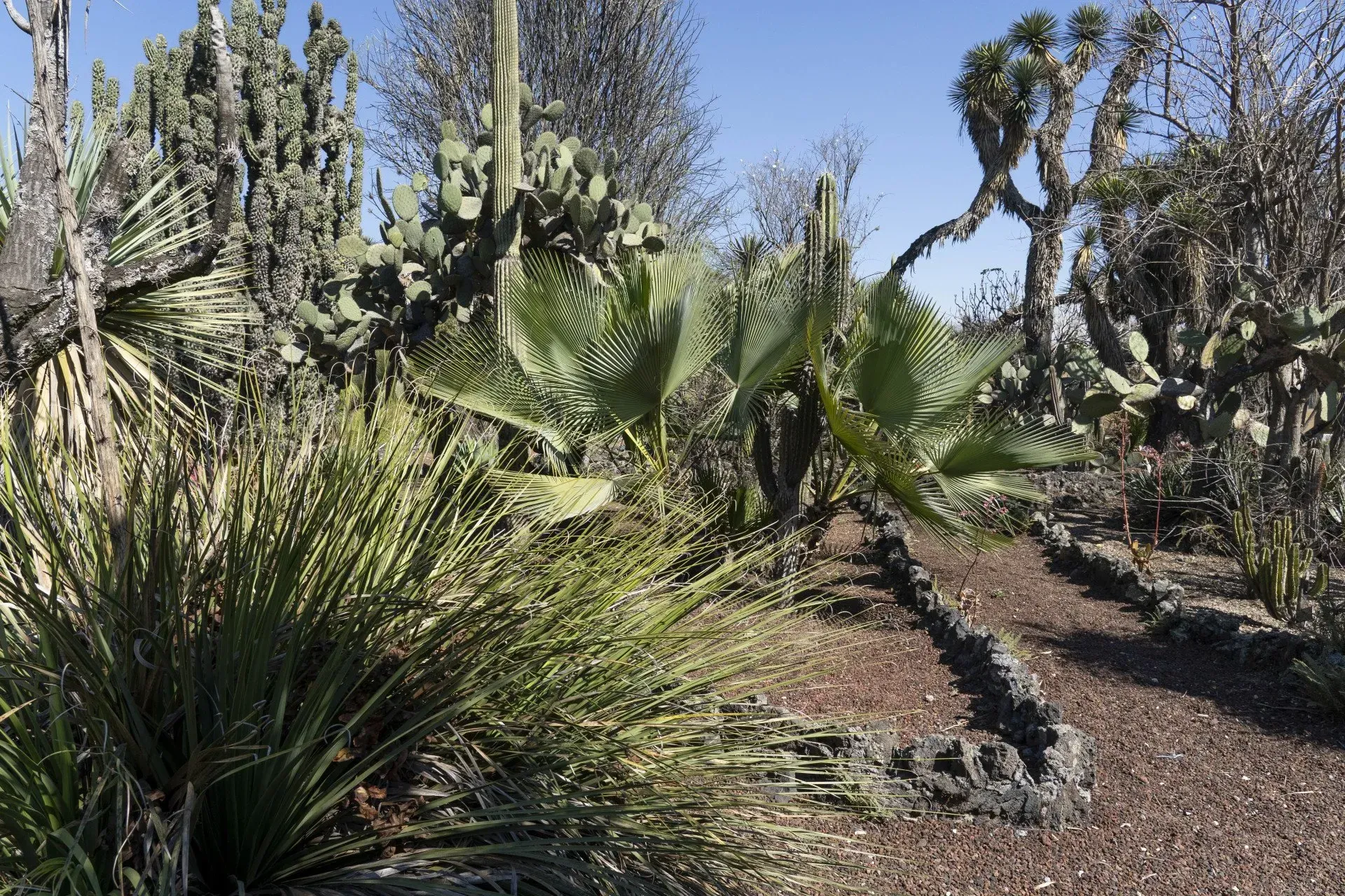 Desert botanical garden scene with cacti, palm trees, and a stone-lined path under a clear blue sky.