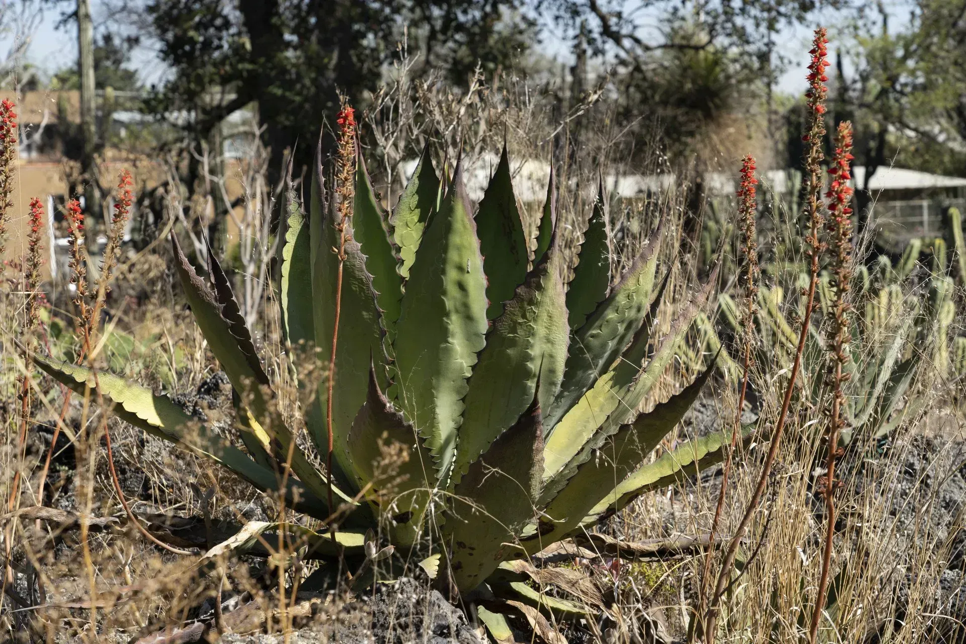 A large agave plant with spiky leaves, surrounded by dry vegetation. 