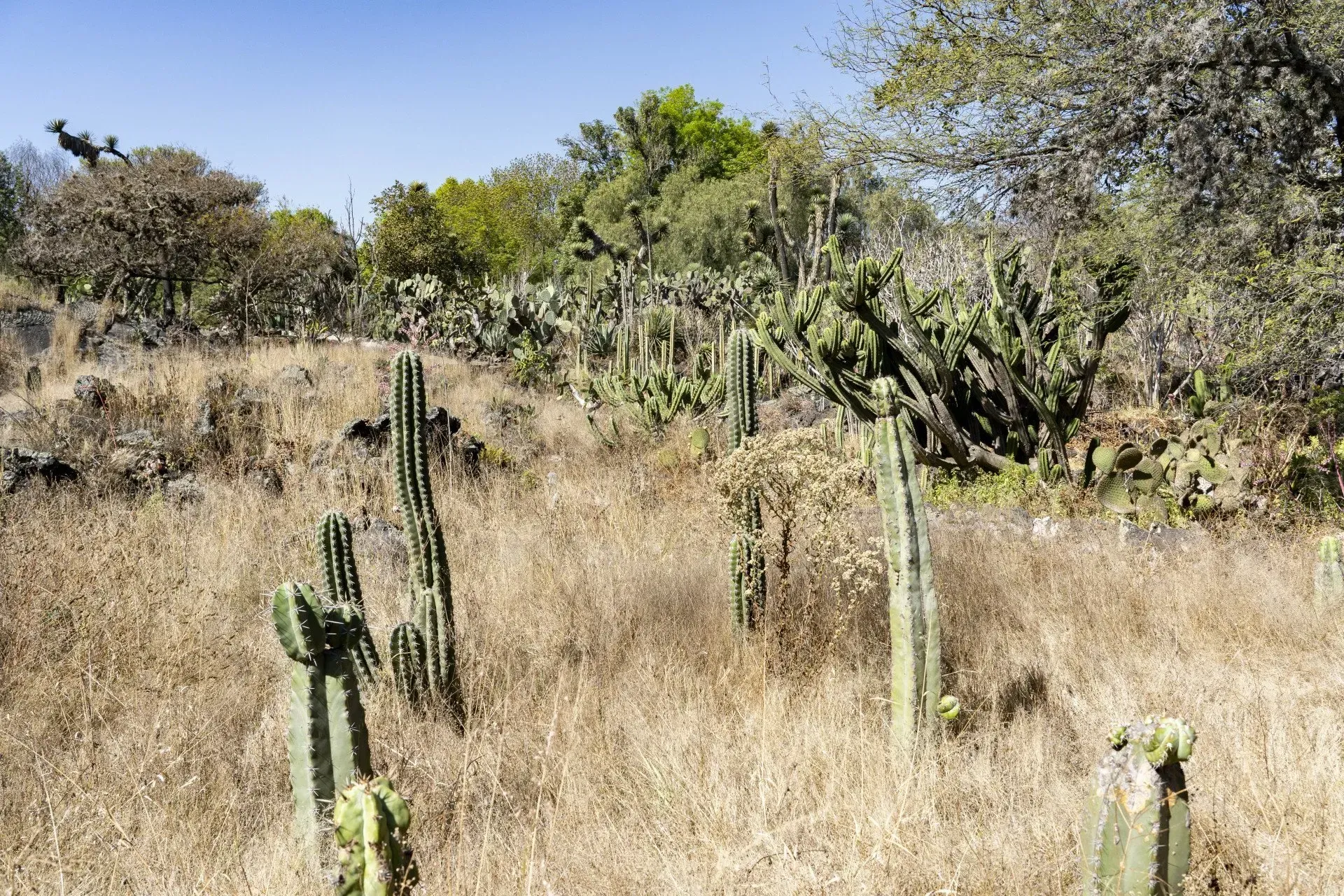 A field of dry grass and cacti under a clear blue sky. Various cacti sizes are scattered across the landscape.