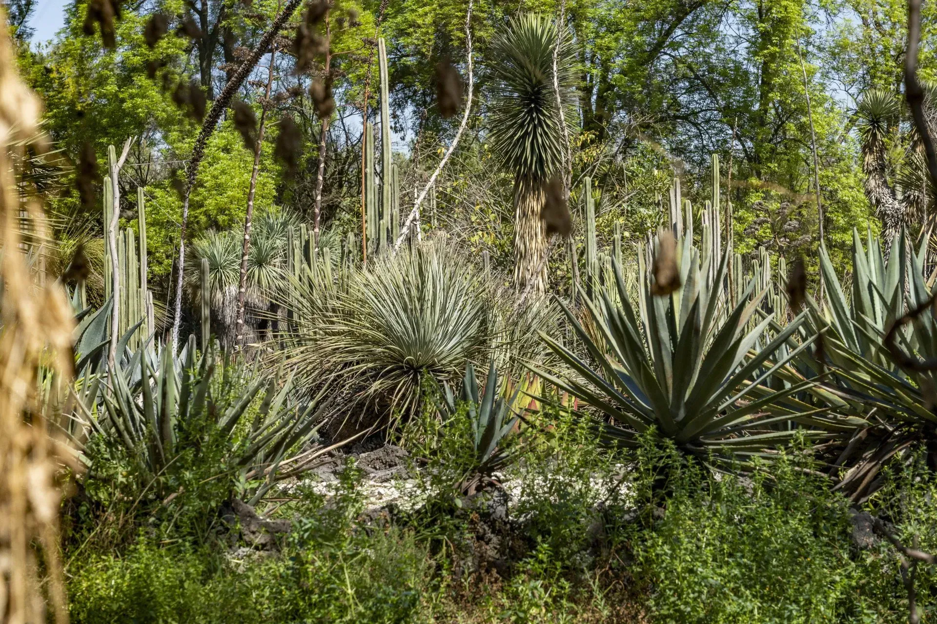 A lush desert landscape with various cacti and succulents, surrounded by green foliage and trees in a sunny setting.