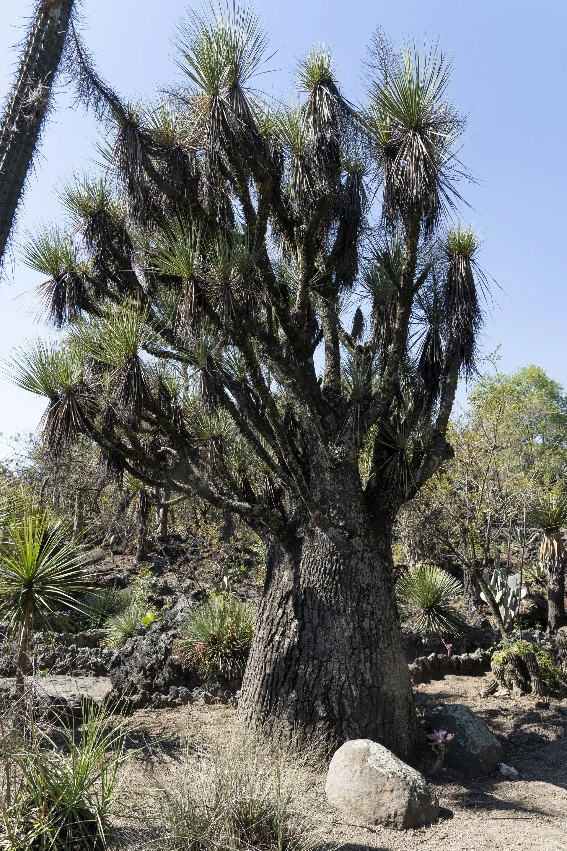 A large, textured tree with multiple branches.