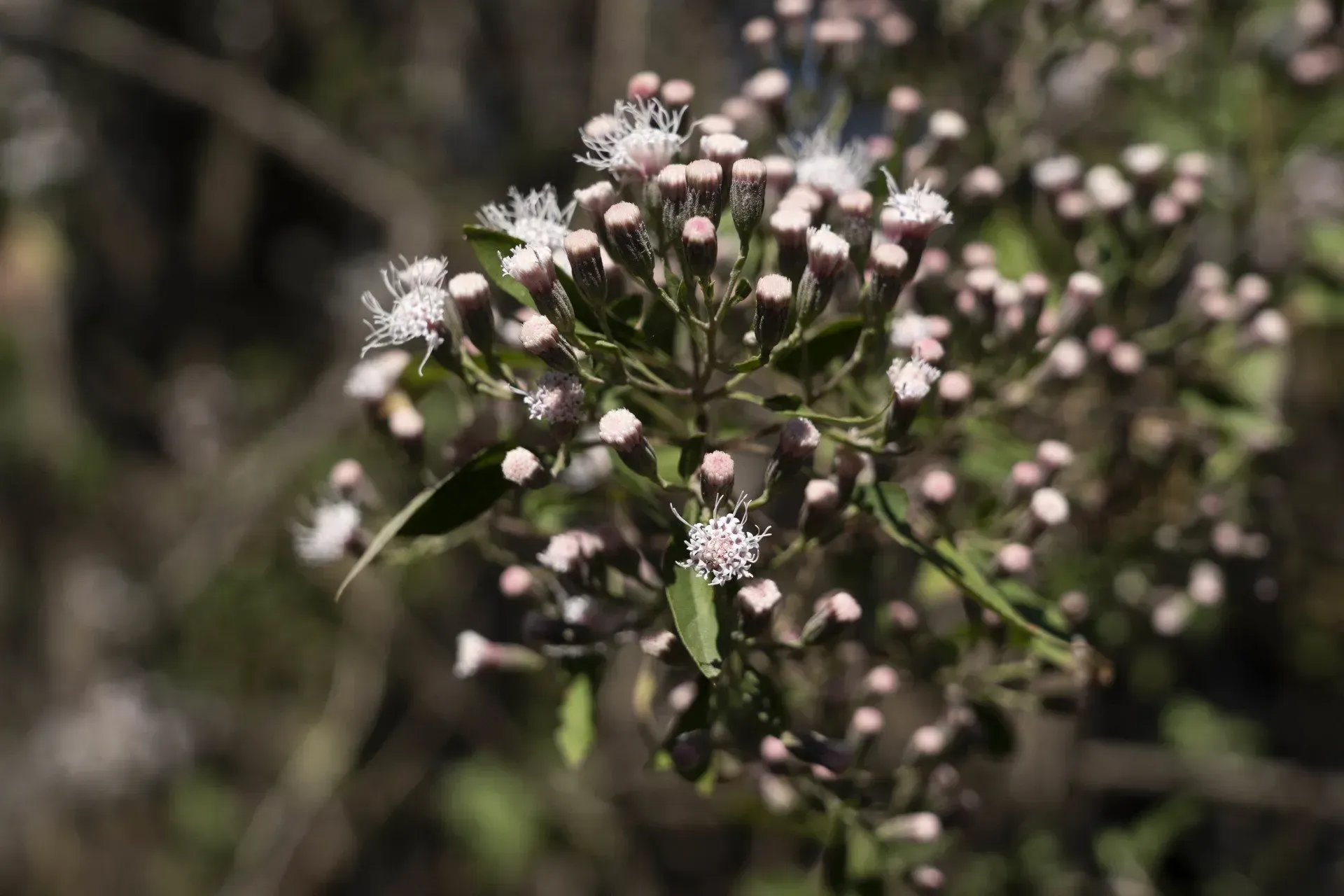 Close-up of a plant with clusters of small, white and pink flowers. The plant has green leaves and stems.