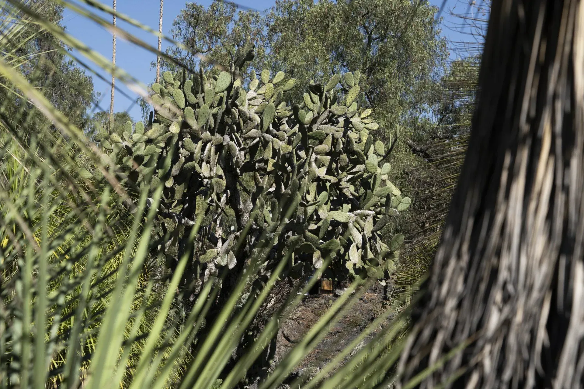 A large prickly pear cactus in a natural setting, partially obscured by tall grass and a tree trunk.