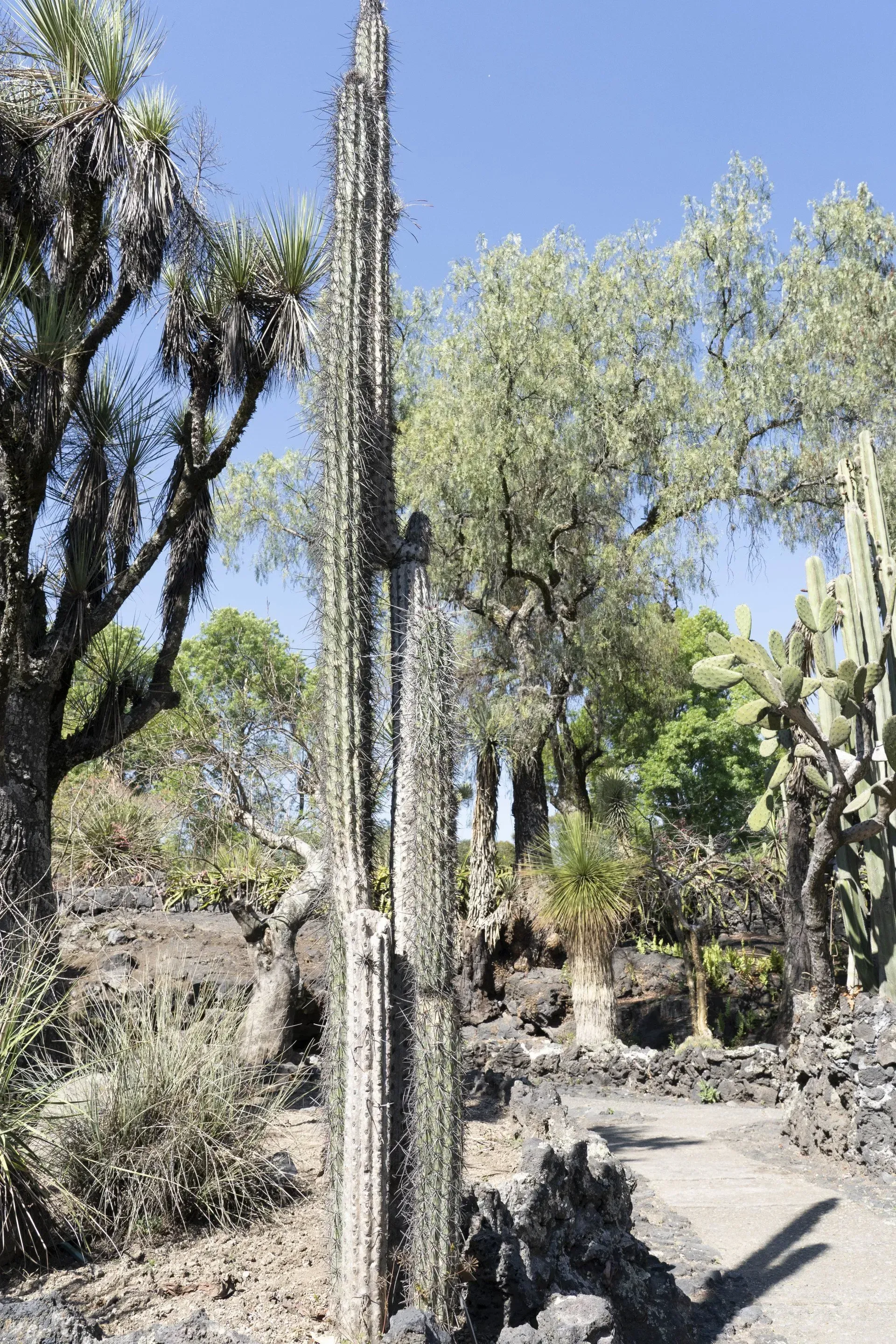 Tall cactus with many spines in a sunny garden setting. A path winds through the greenery, featuring volcanic rock.