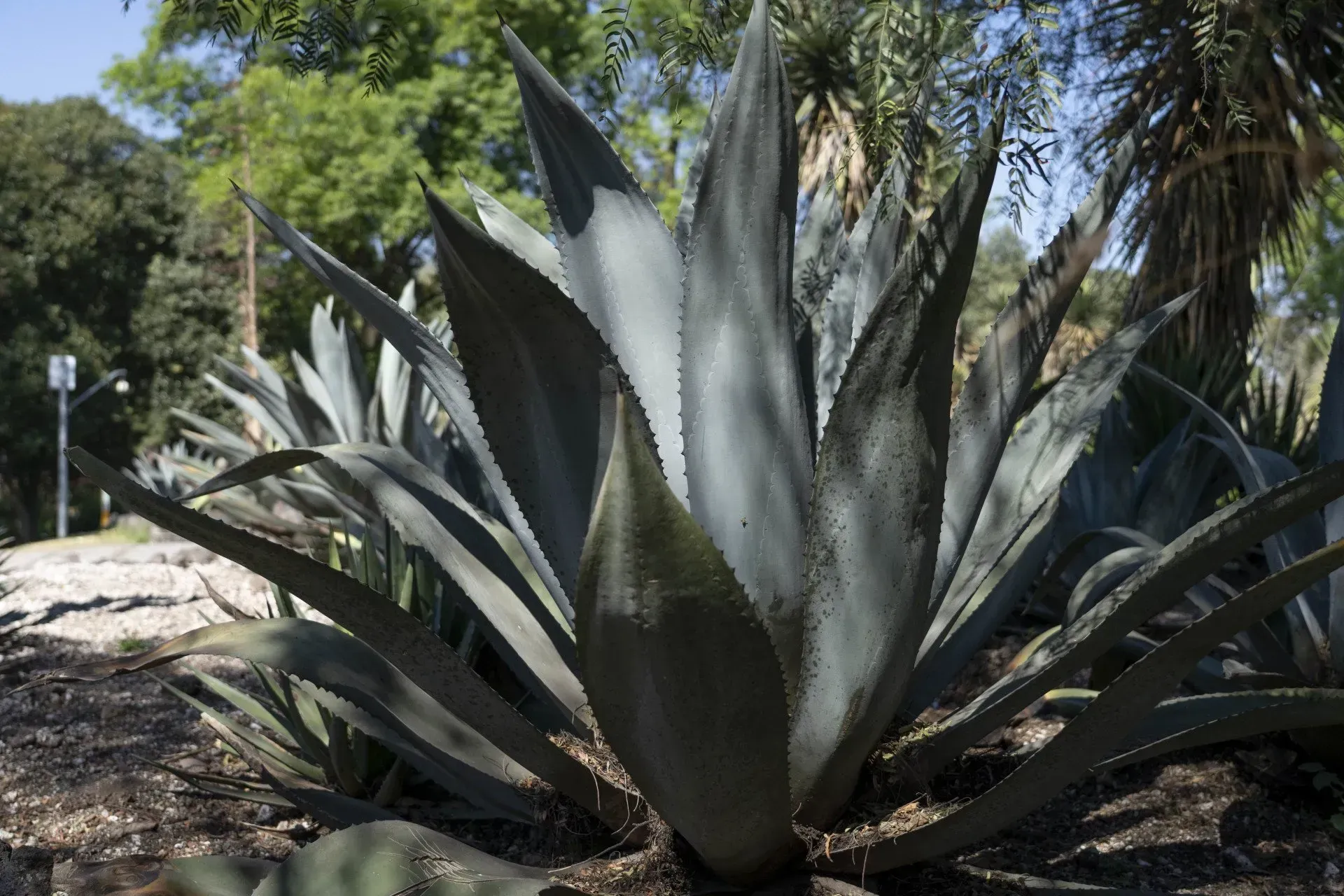 Agave plants with large, pointed blue-green leaves, growing in an outdoor setting with trees and greenery.