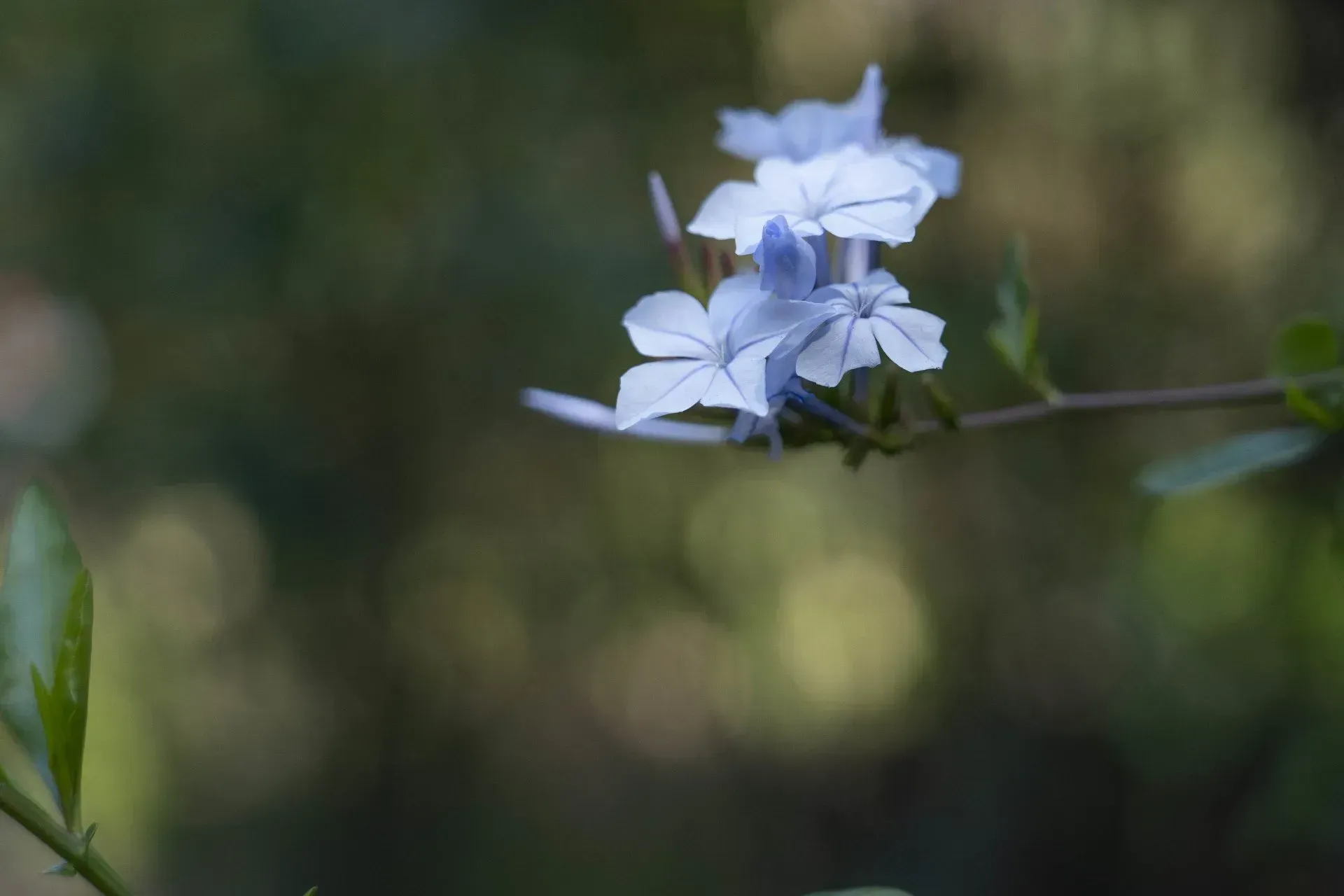 Blue Plumbago flowers blooming on a branch, set against a blurry green background.