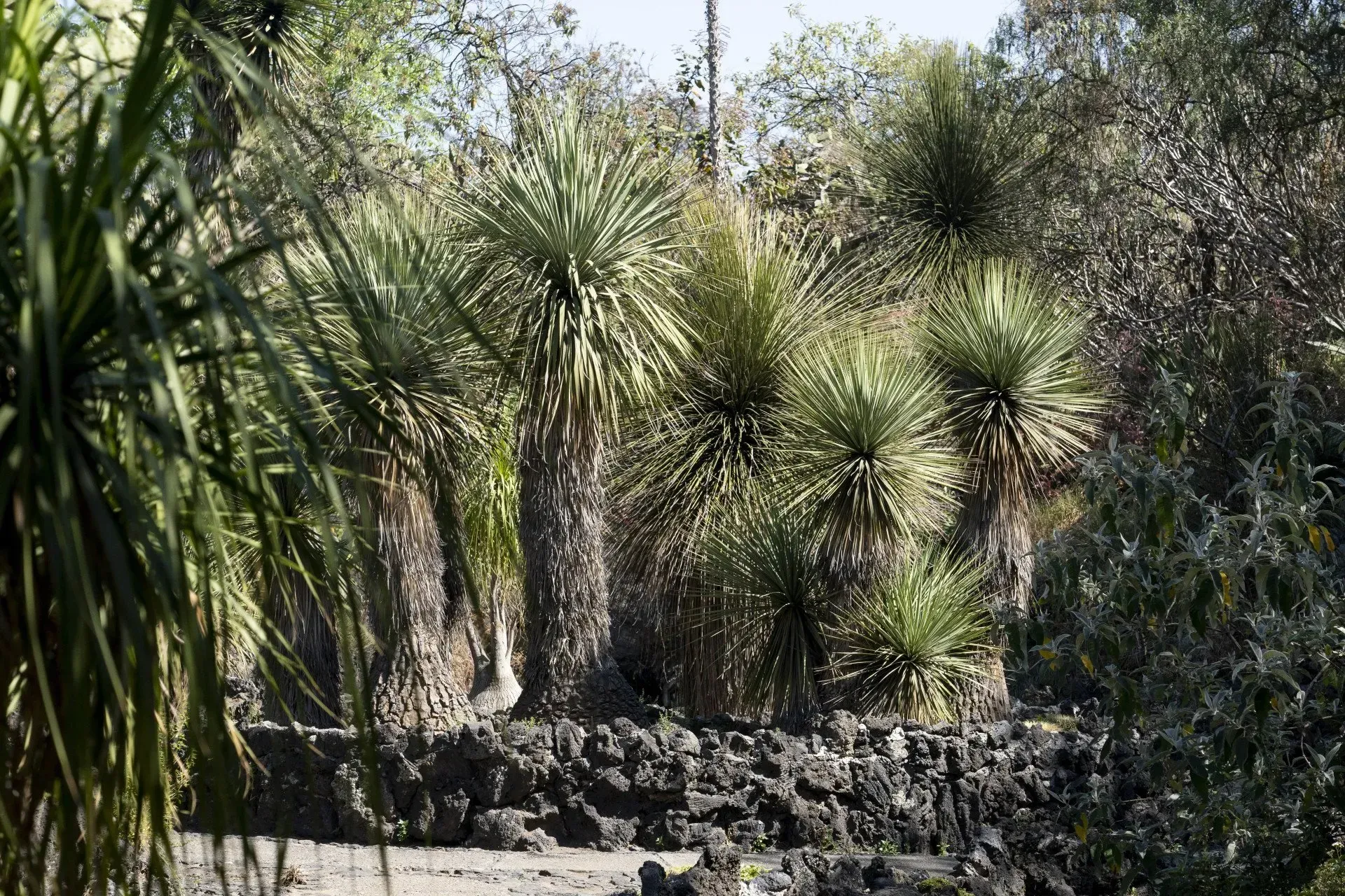 Several spiky yucca plants with thick trunks grow on a dark, rocky ledge in a sunny outdoor setting.
