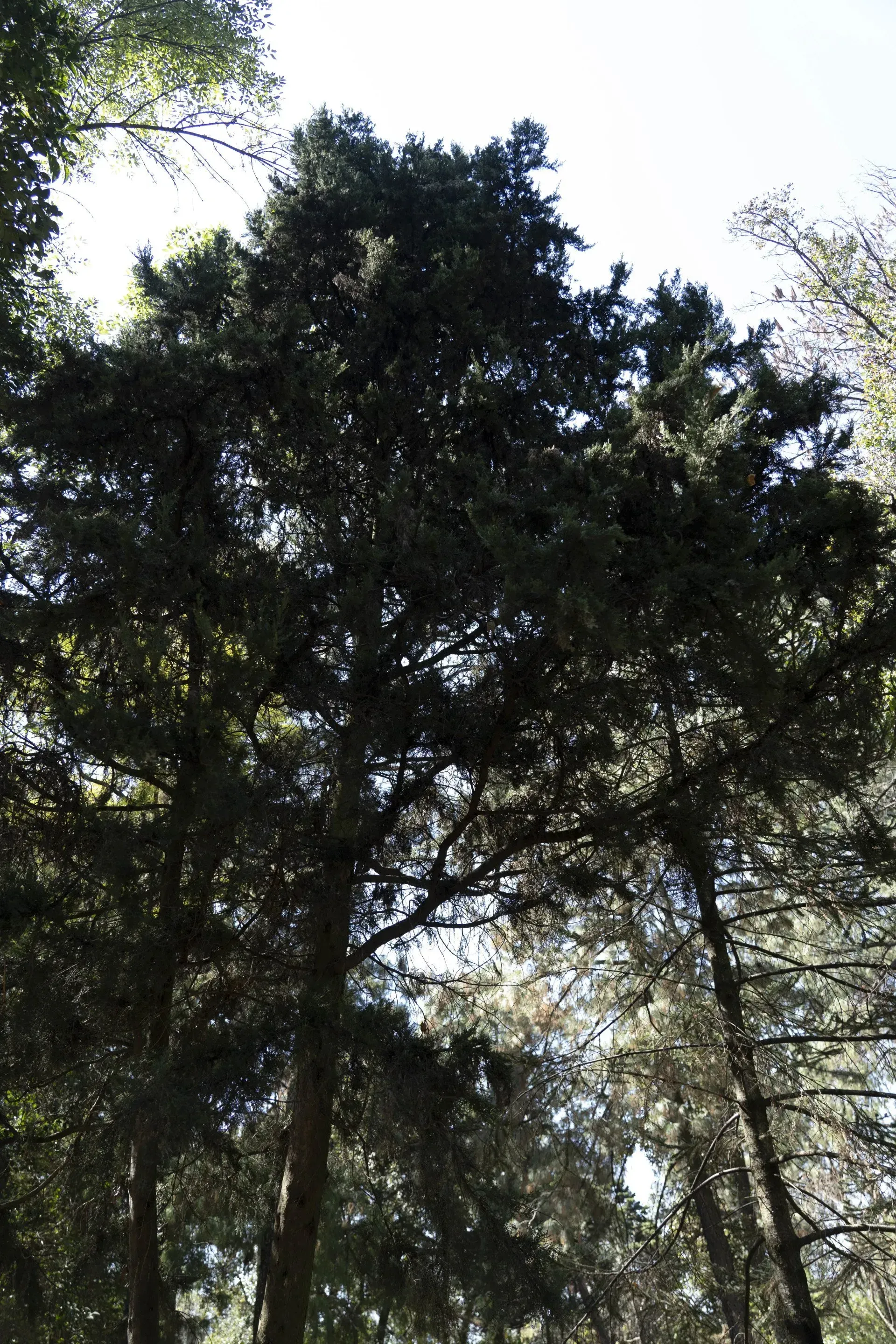 Tall evergreen tree with dense, dark green foliage reaching towards the sky. Sunlight filters through the branches.